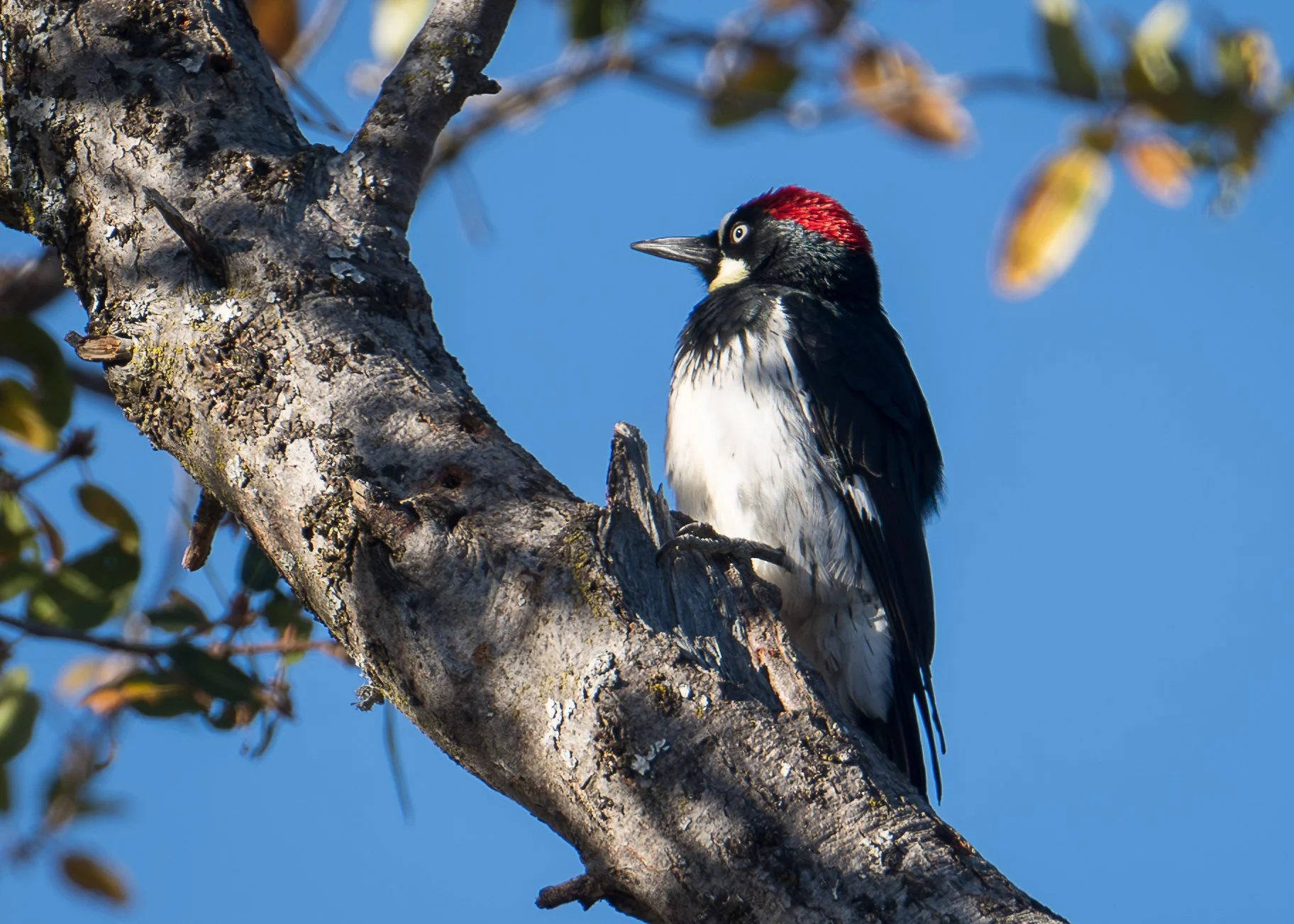 Acorn Woodpecker