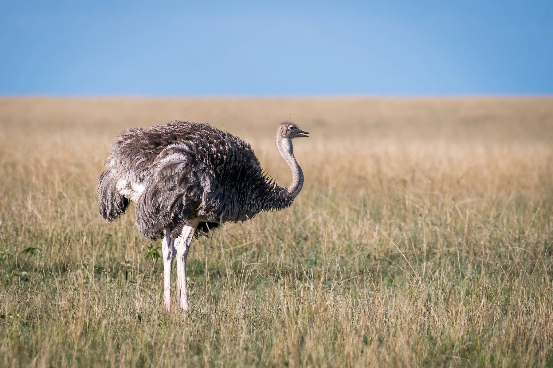 Ostrich