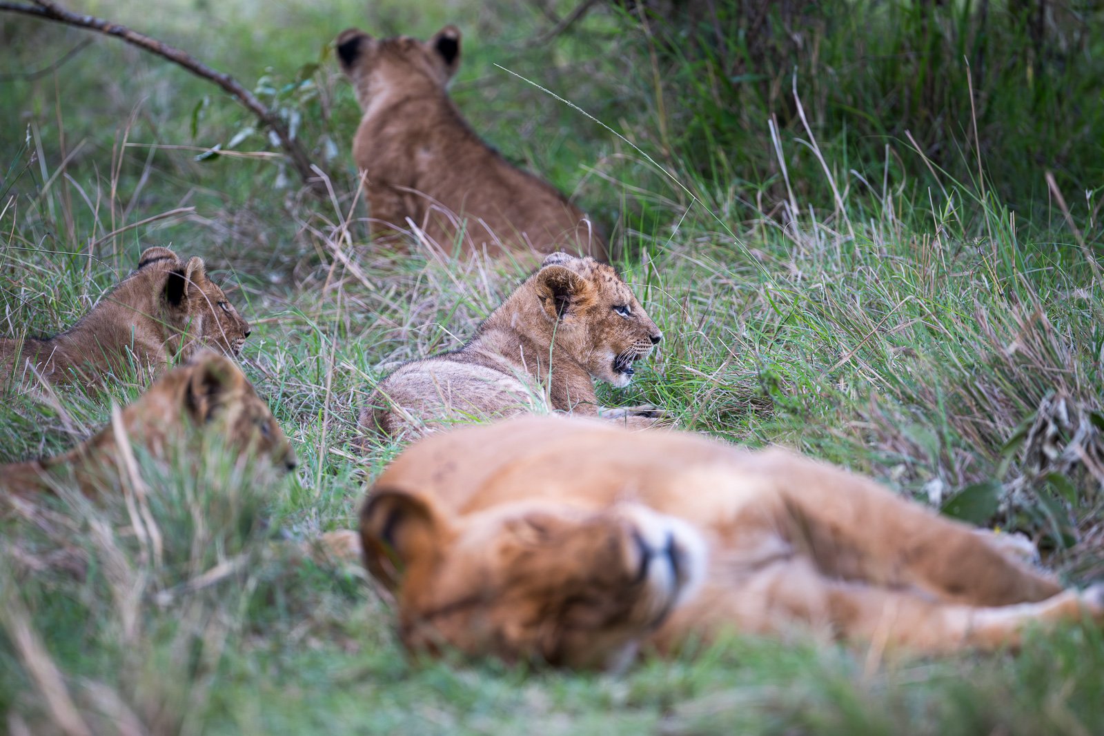 Lions