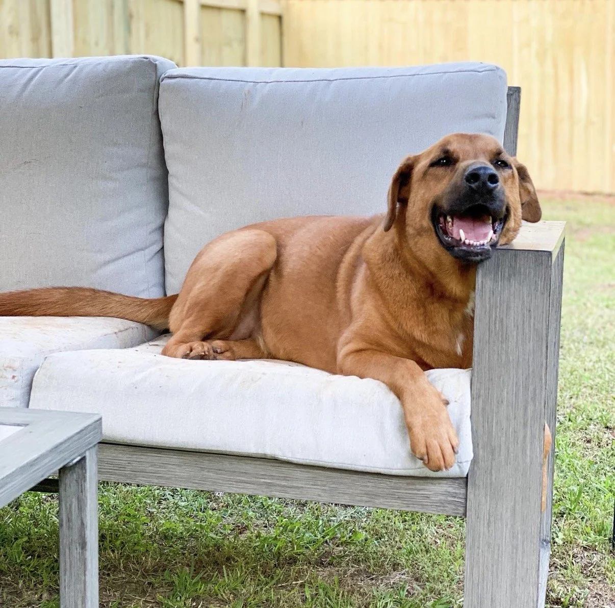 A brown dog lying on a light-colored outdoor sofa, with its head resting on the armrest, in a backyard with grass and a wooden fence in the background.