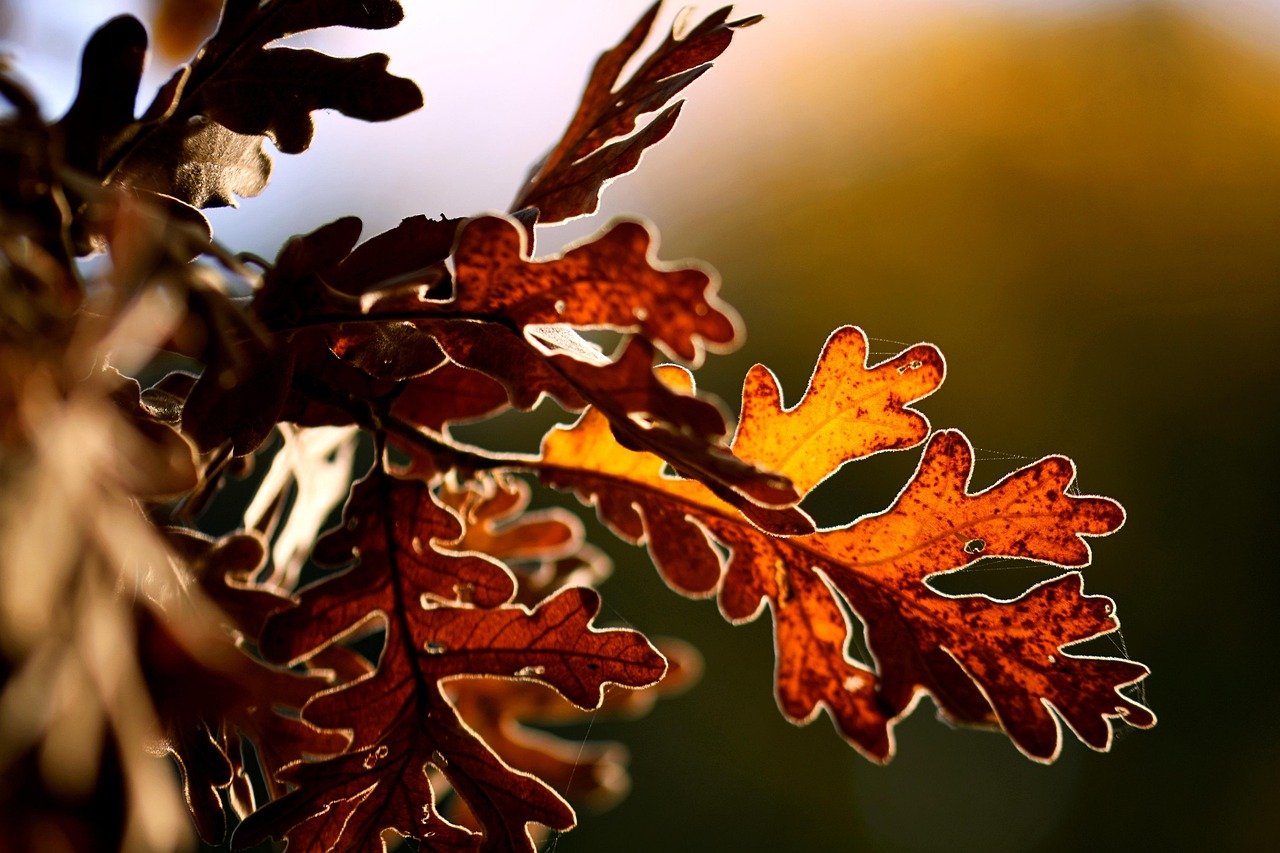 MID-LIFE_oak-7615084_1280.jpg