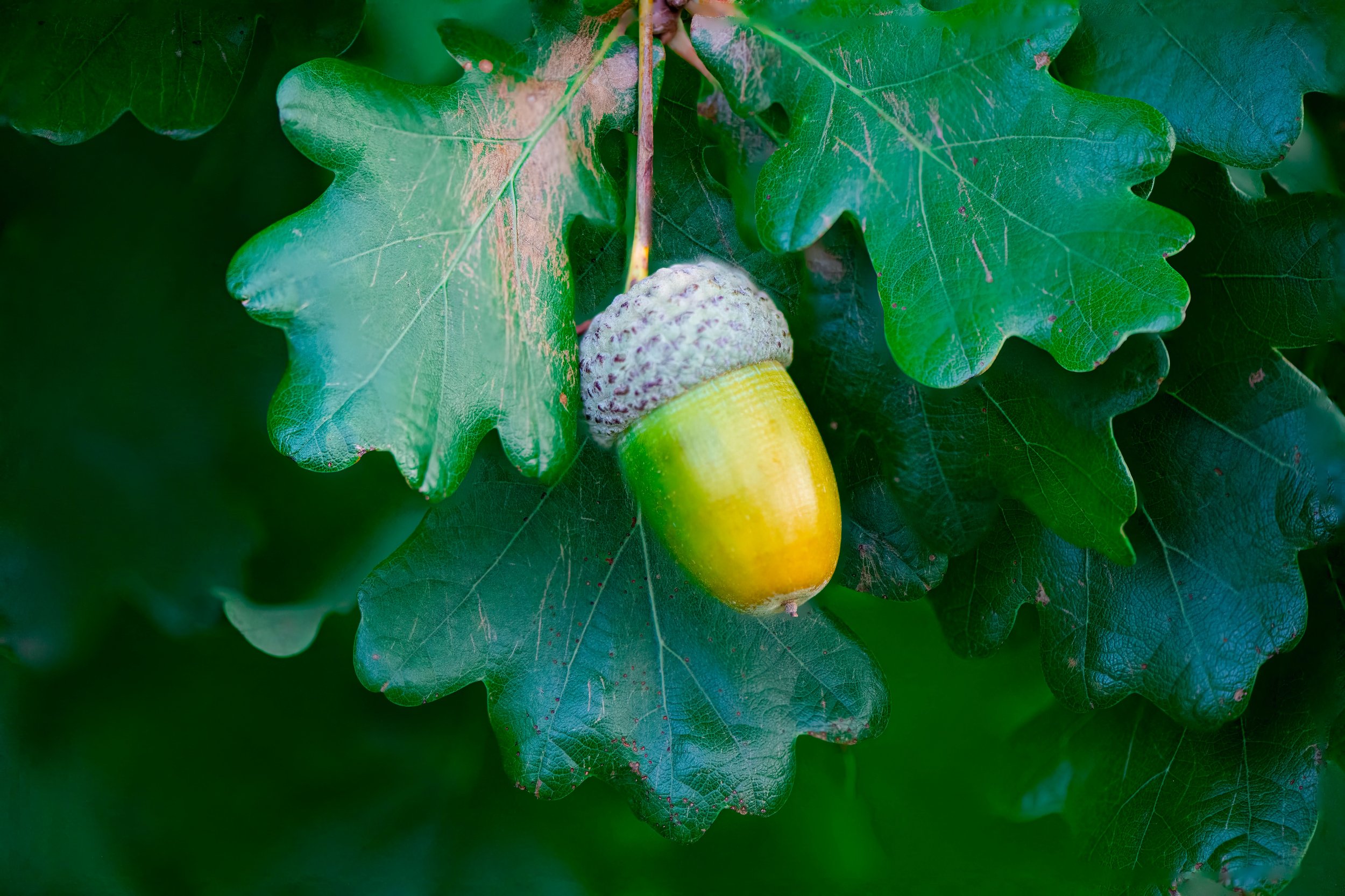 ACORN-p:hydc-oak-7615084_1920.jpg