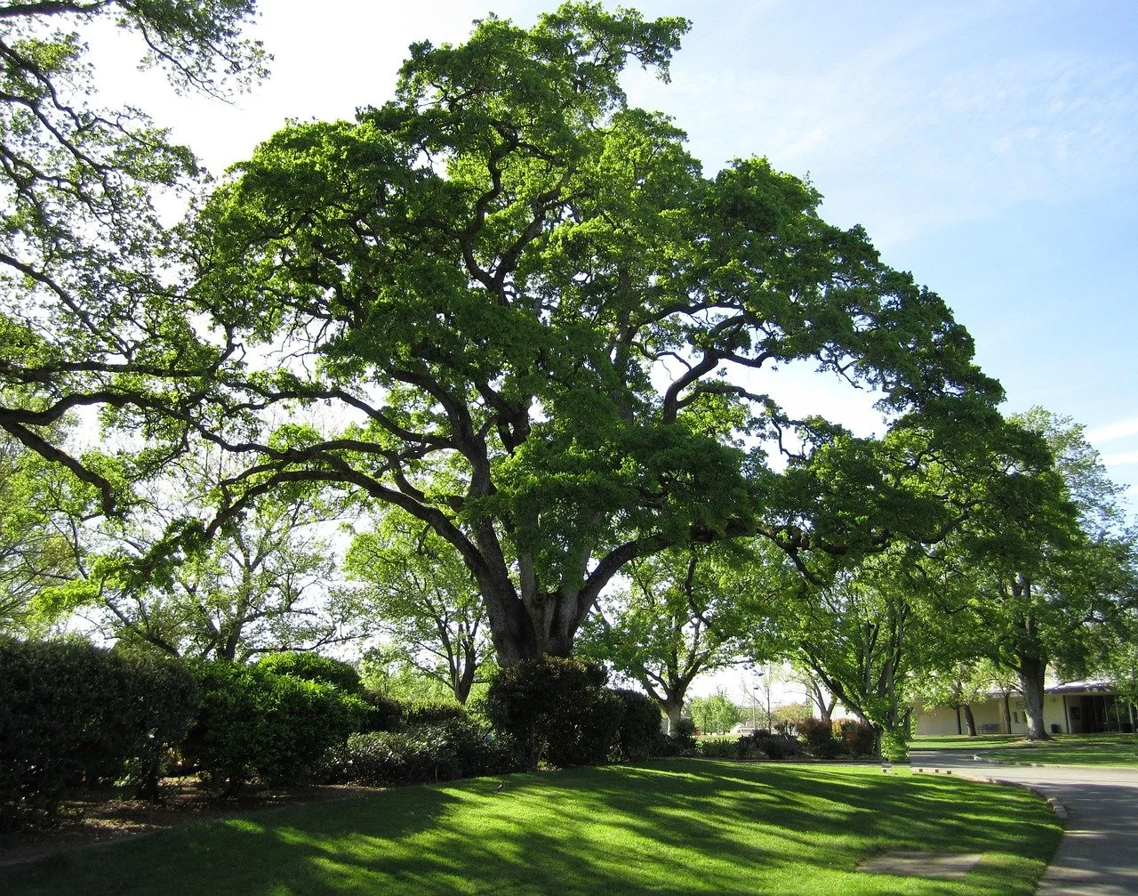 OLDEST_tree-113924_1280.jpg