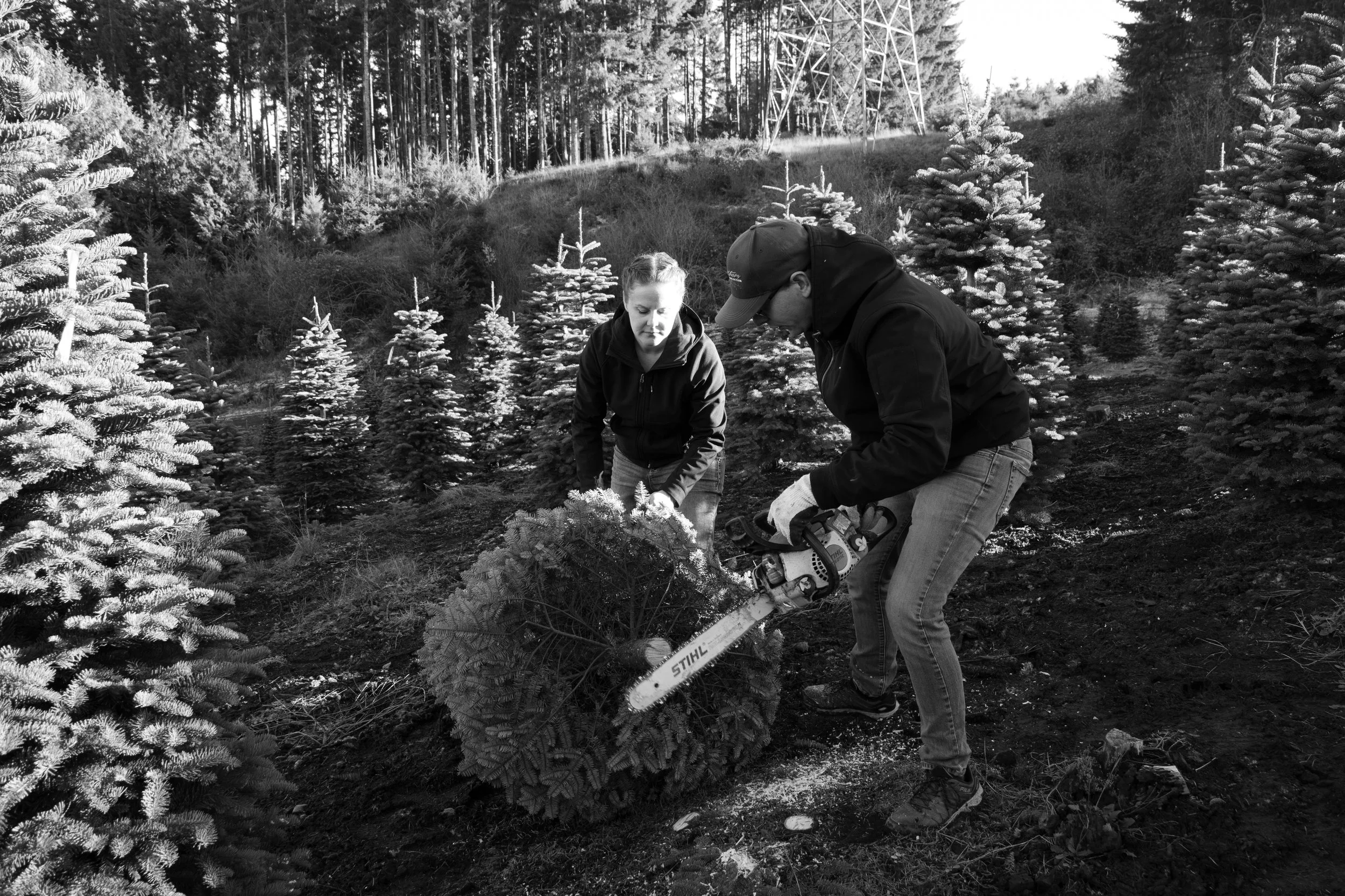 cutting a tree.jpg