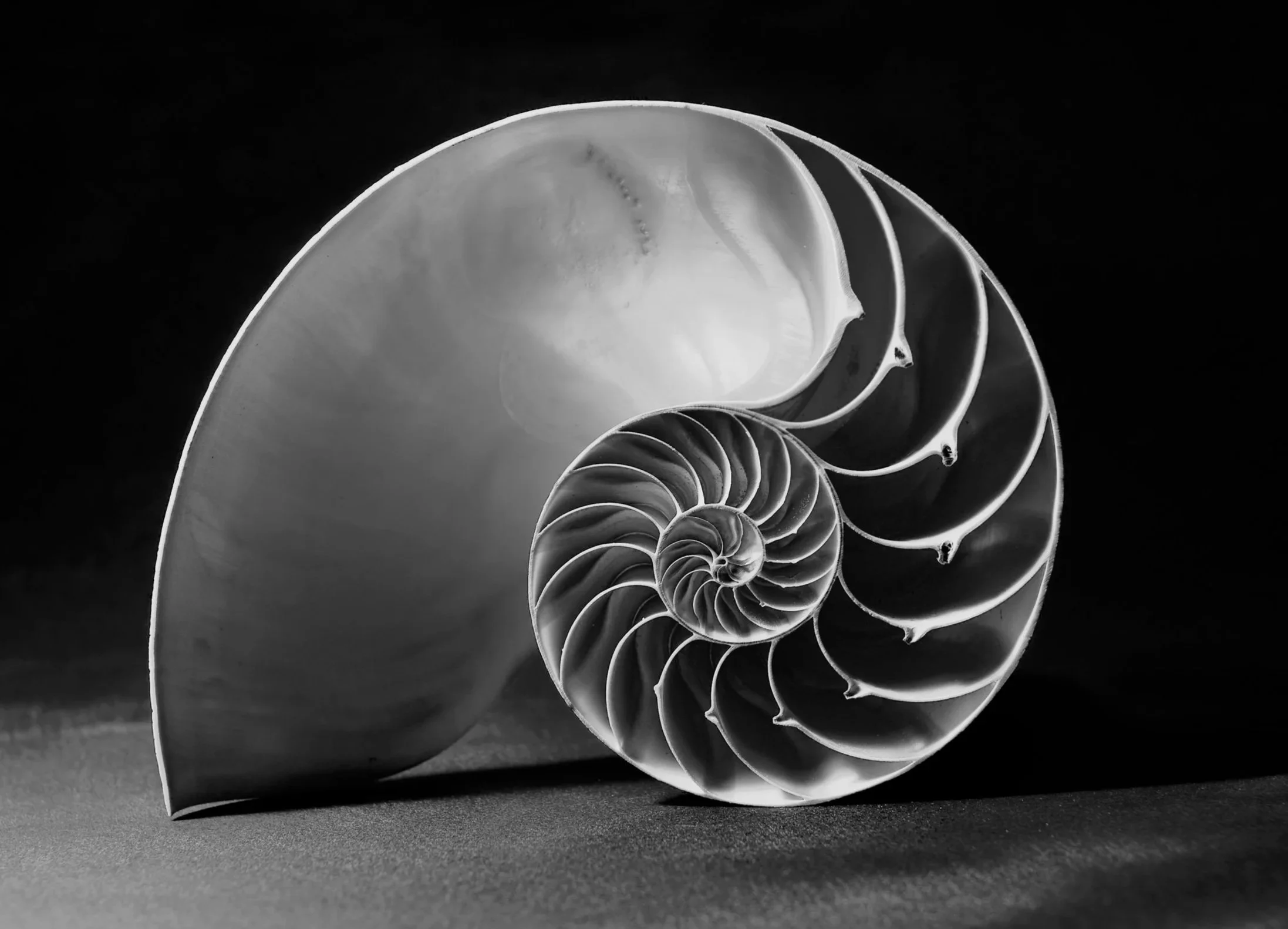 A black and white photograph of a spiral seashell with detailed ridges, placed on a flat surface against a dark background.