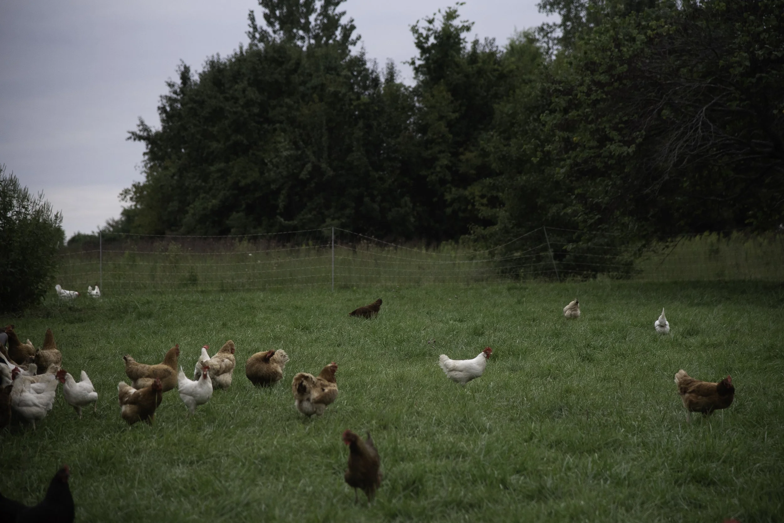 A grassy farm field with a flock of chickens and ducks, and a forested area in the background.