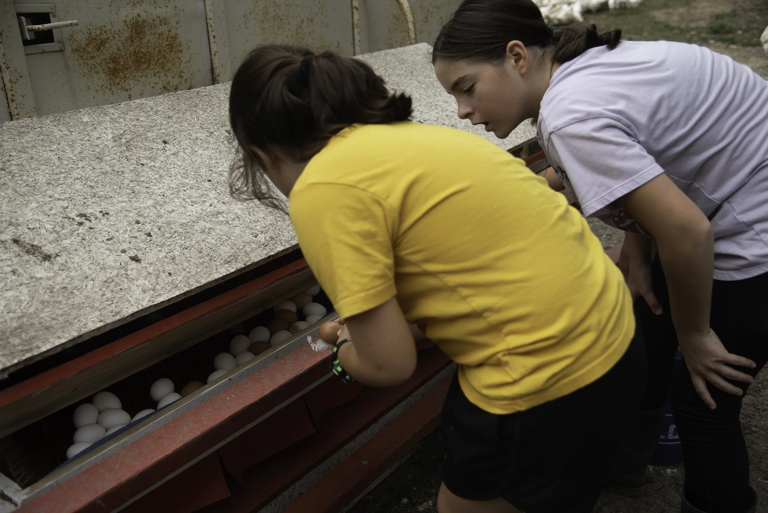 Two girls bending over a game of egg toss, with one girl wearing a yellow shirt and the other in a gray shirt, outdoors near a weathered concrete and wood structure with white eggs in a tray.