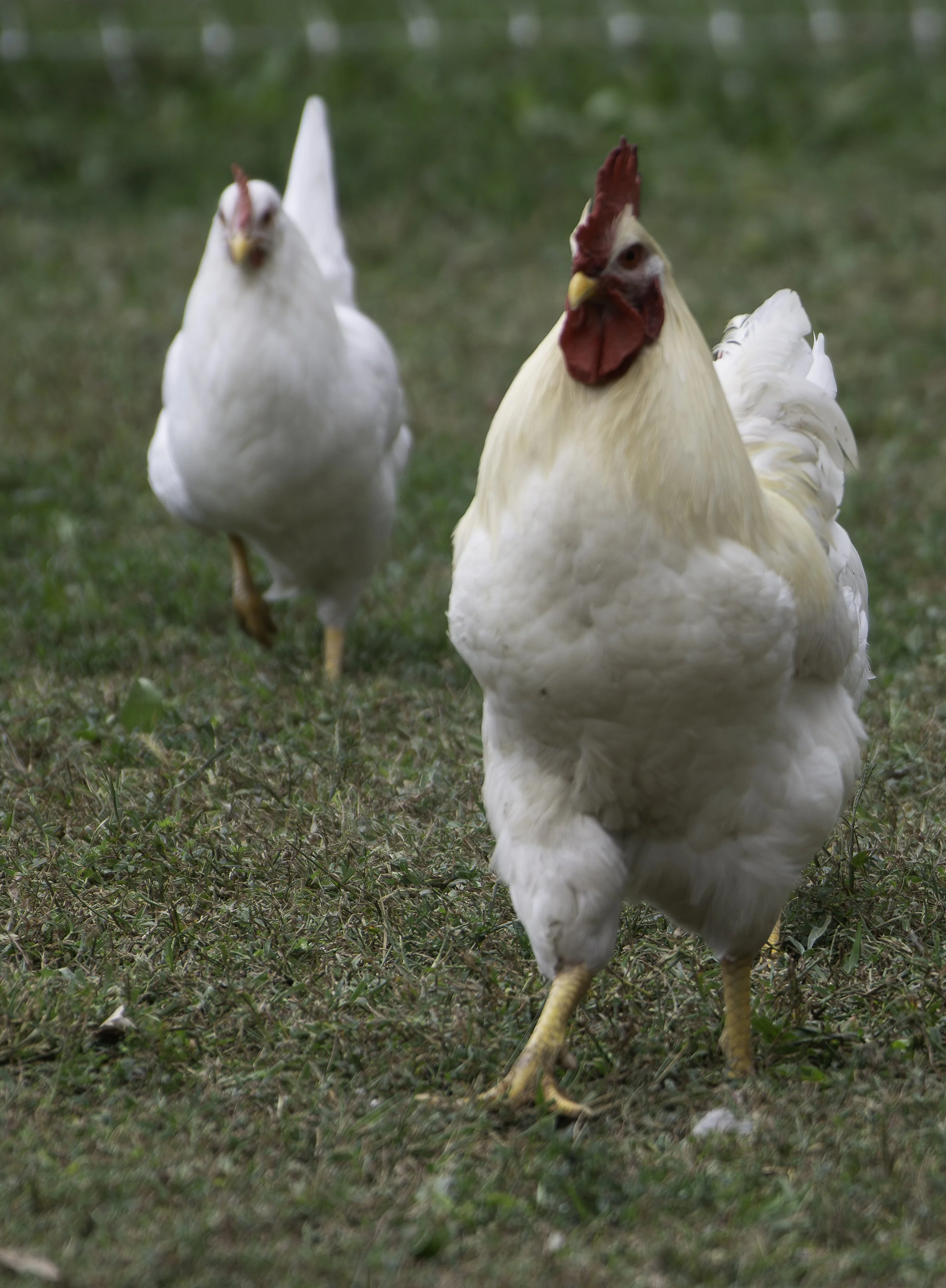 Two chickens walking on a grassy field, with one in the foreground and the other in the background.