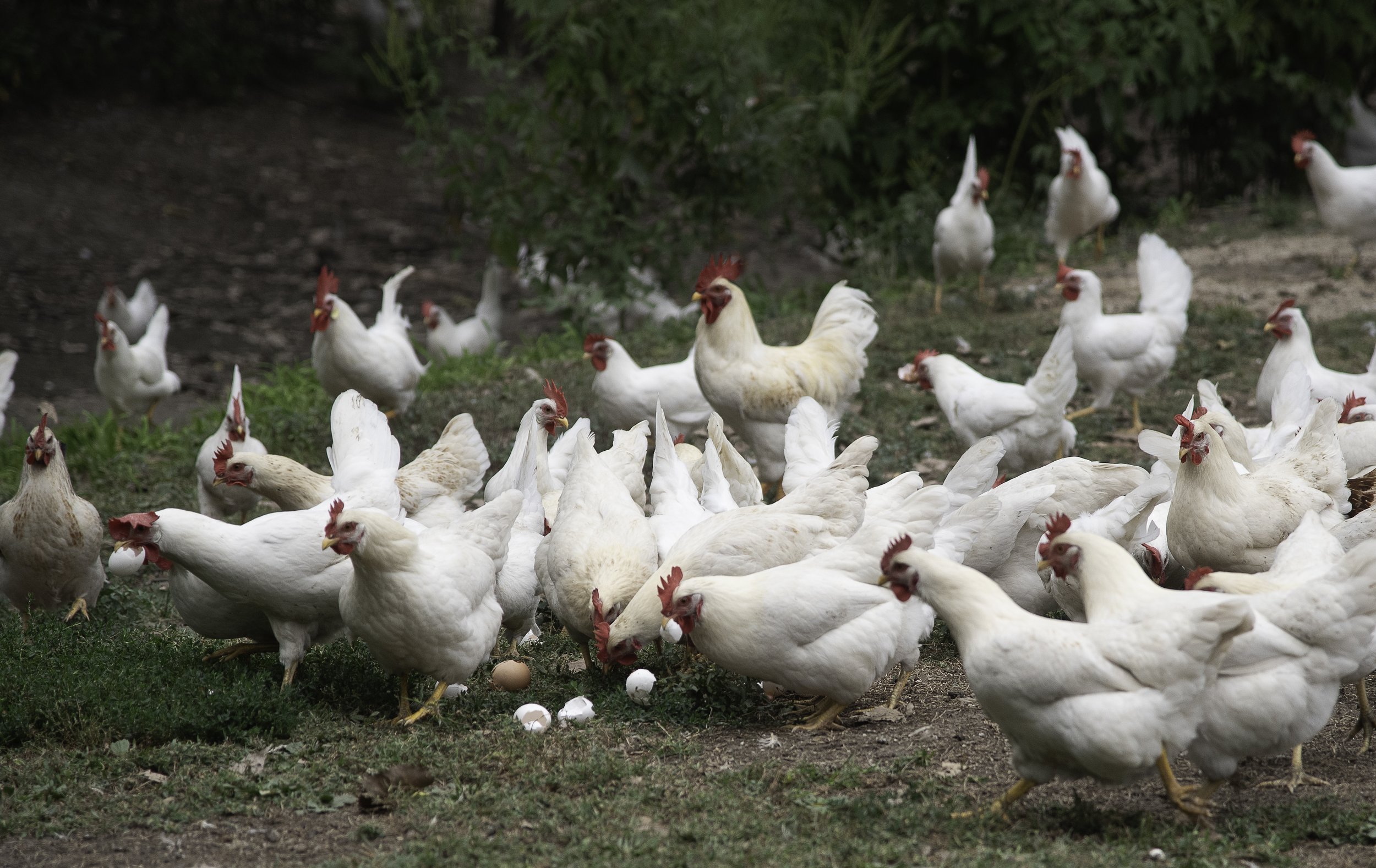 A group of white chickens with red combs in a farmyard, some pecking at eggs on the ground, with green bushes and dirt in the background.