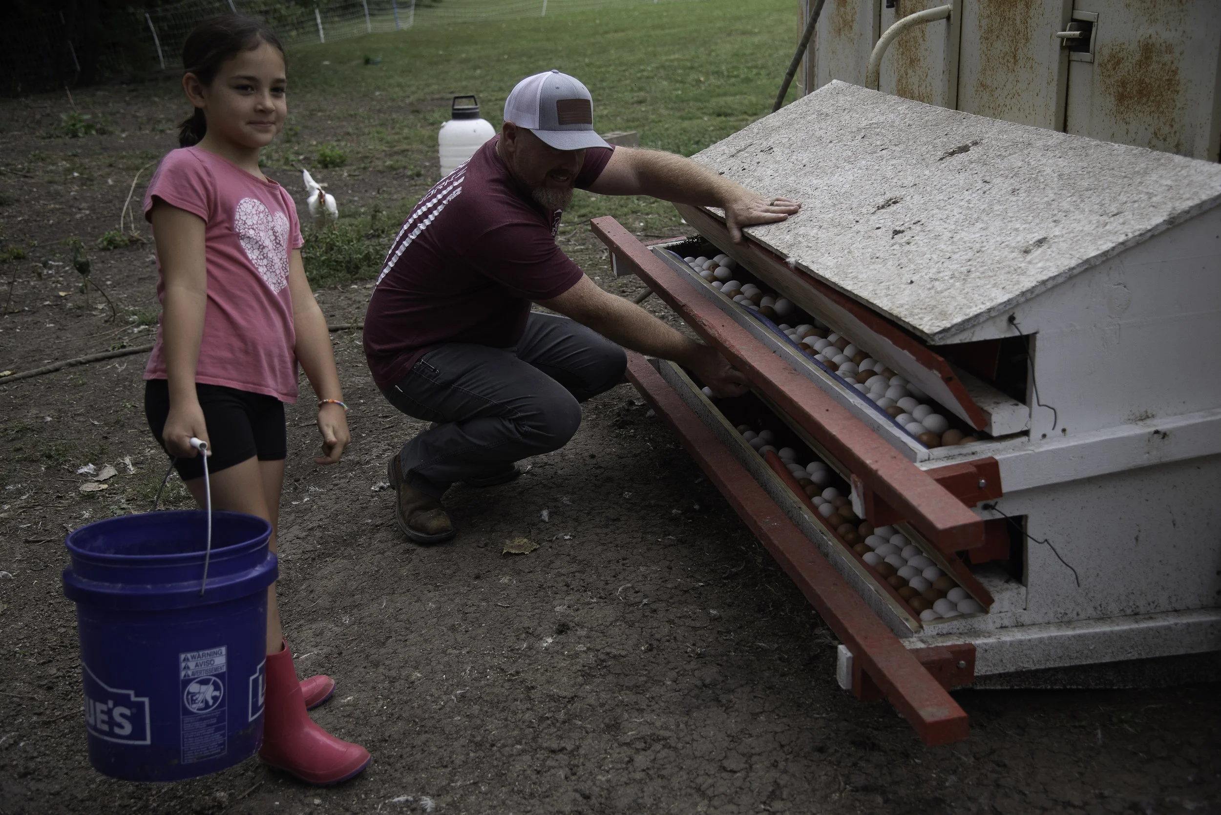A young girl in pink boots and a pink shirt with a heart design, holding a blue bucket, stands near a man in a maroon shirt and gray cap, who is crouched beside an egg incubator with a partly-lifted lid revealing many white and brown eggs inside, outdoors on a farm or backyard with grass and a fence in the background.