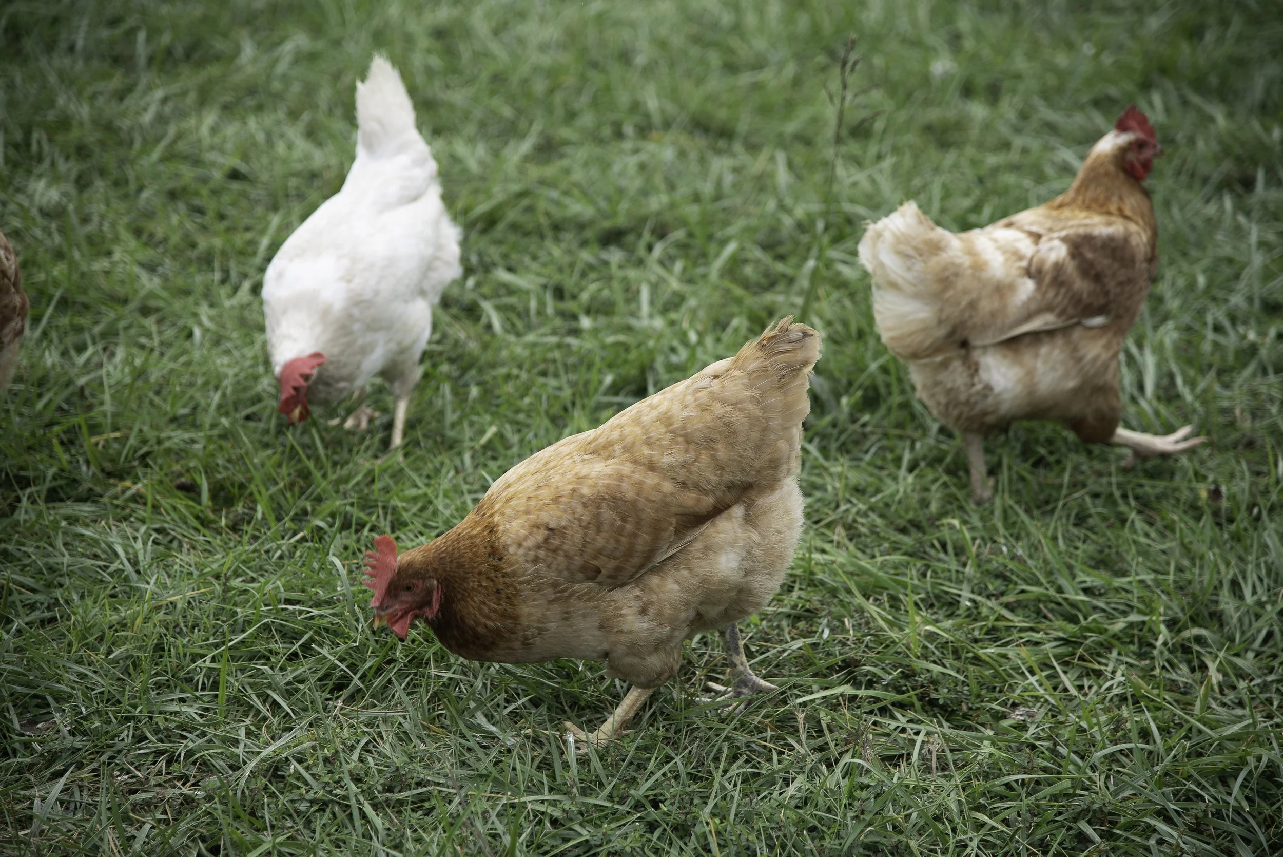 Several chickens, with a focus on a brown hen, are walking on green grass in a farm setting.