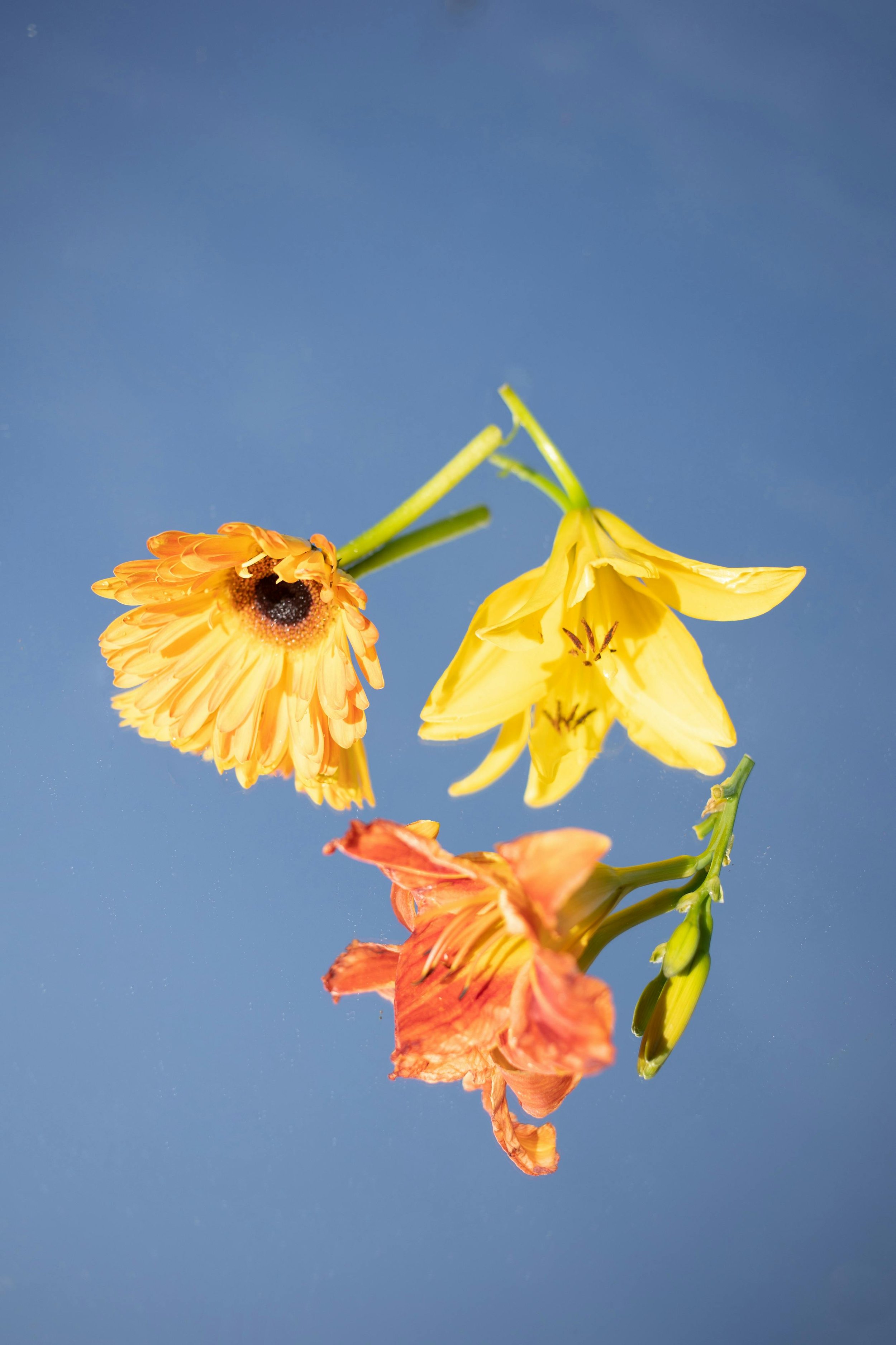 Close-up of yellow and orange flowers against a blue sky, reflected upside down.