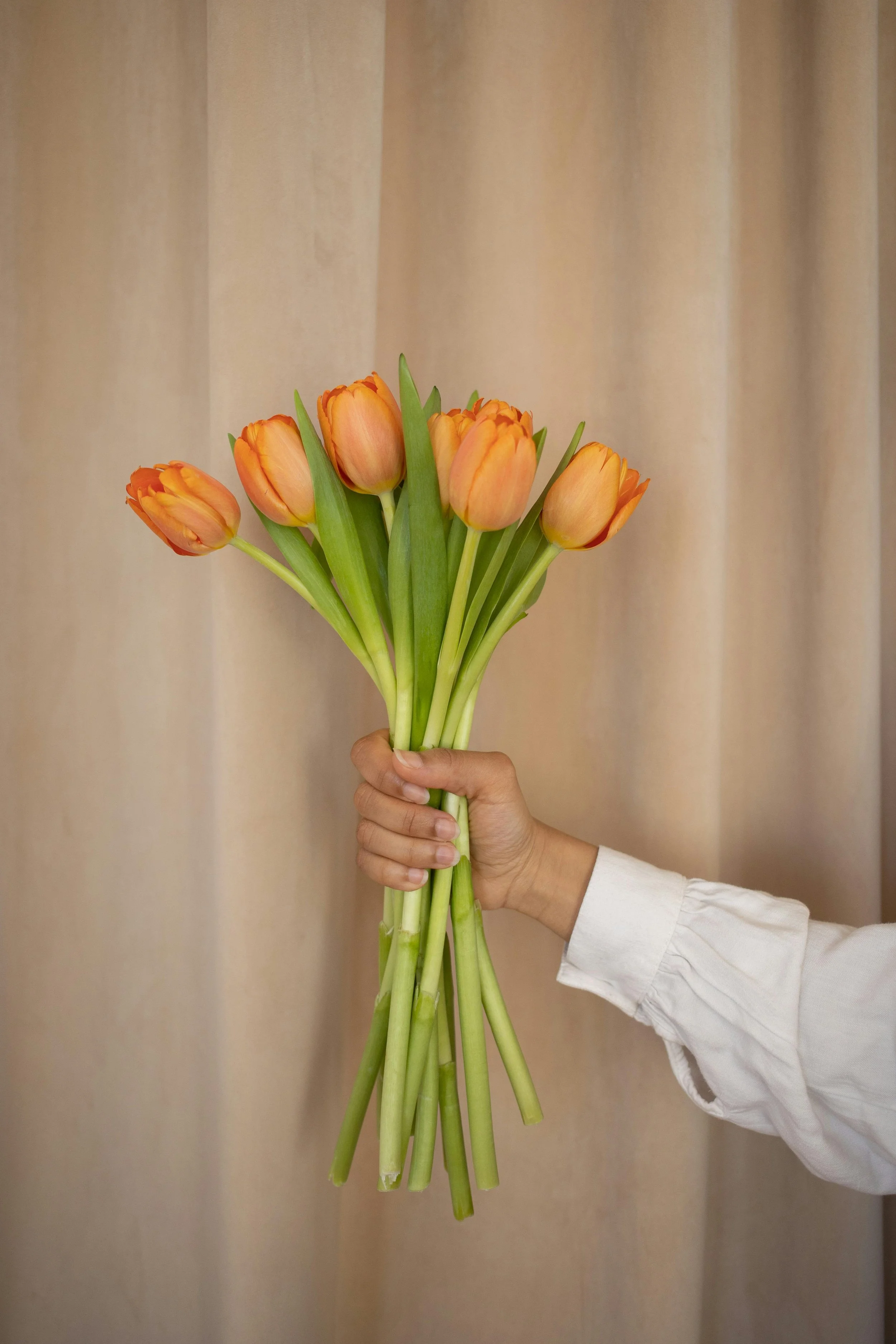 Hand holding a bouquet of orange tulips with green stems and leaves in front of a beige curtain.