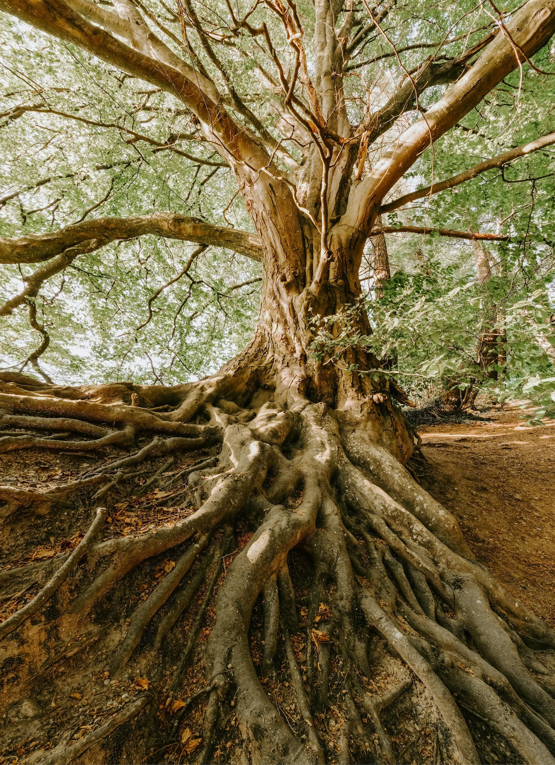 A large tree viewed from below, showing thick roots extending along the ground and a textured trunk with branches reaching upward. Green leaves form a canopy overhead.