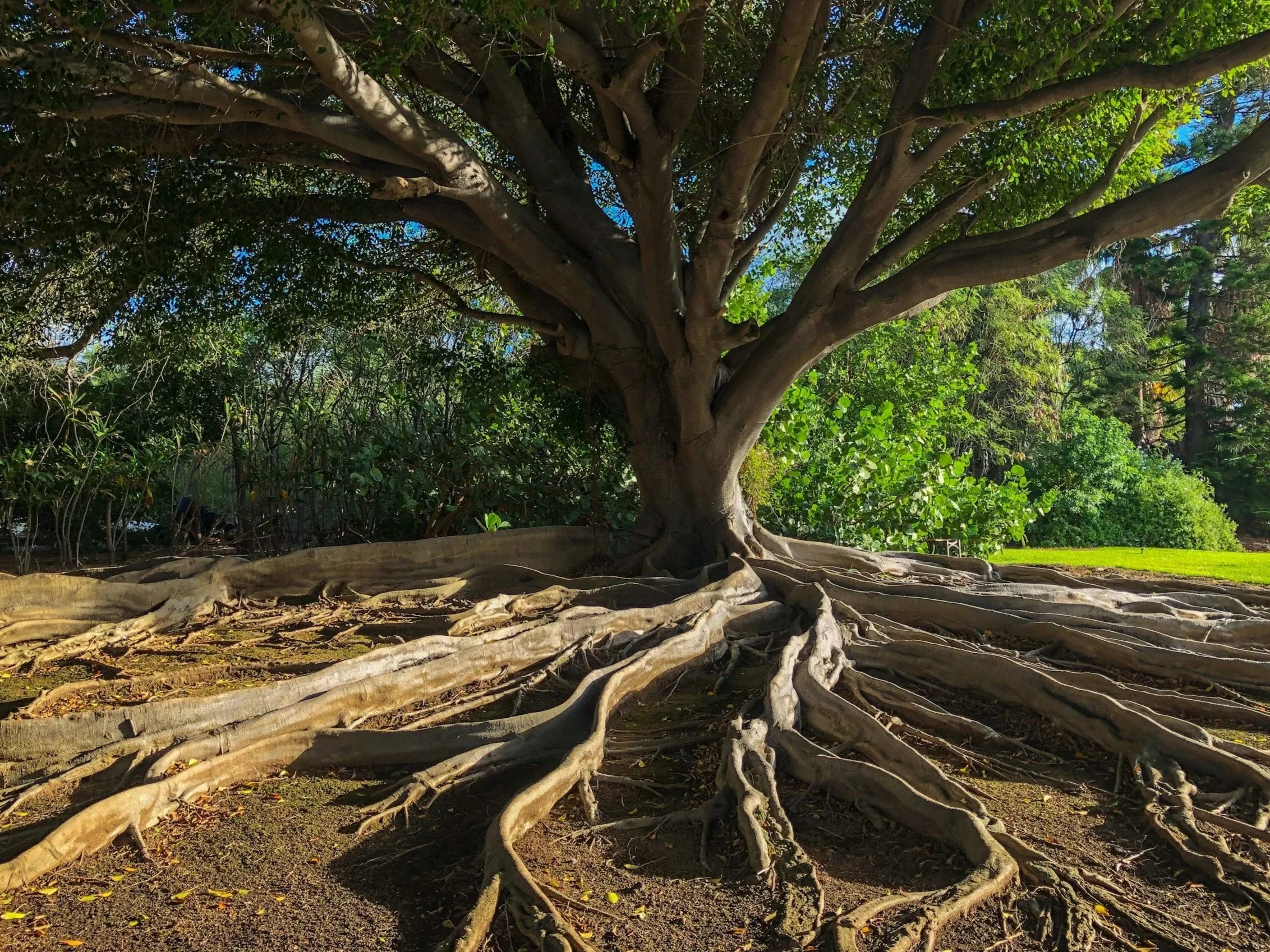 Large tree with extensive root system spreading across the ground, surrounded by green foliage and smaller trees, under a clear blue sky.