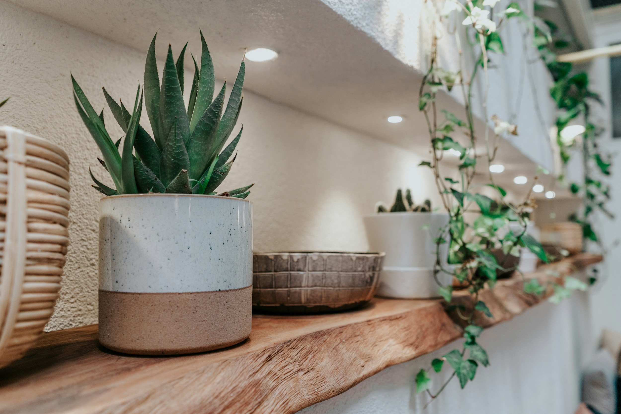 A potted succulent plant with thick, pointed green leaves in a speckled white ceramic pot, placed on a wooden shelf along with other plants and decorative items.