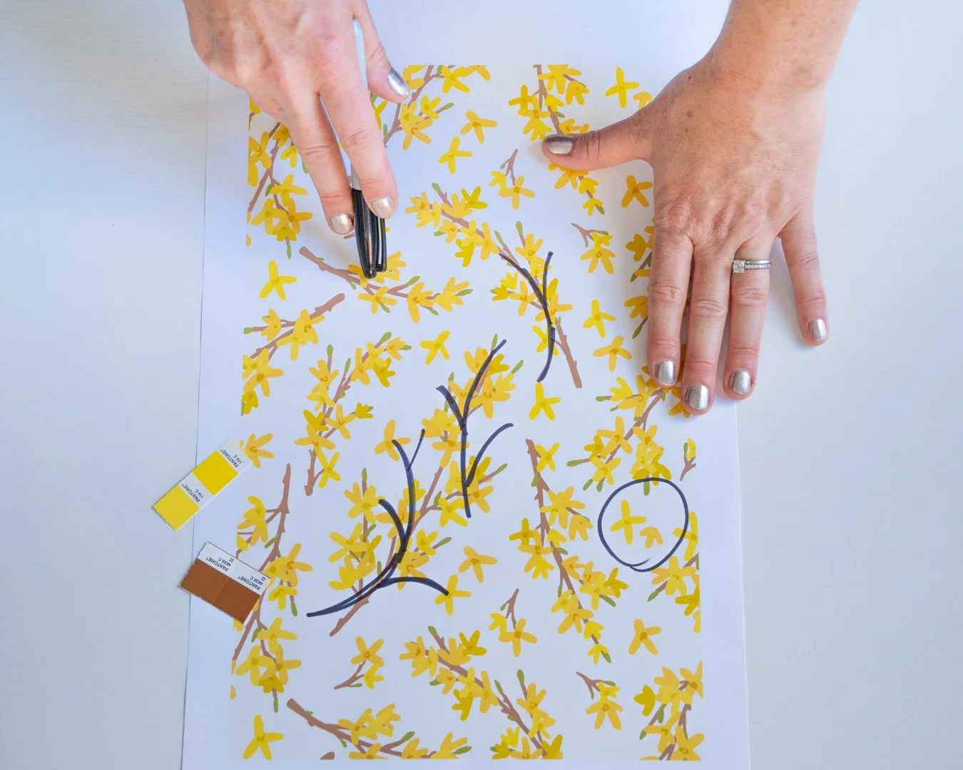 Hands marking a botanical illustration of a yellow-flowered plant with a black pen on a sheet of paper.