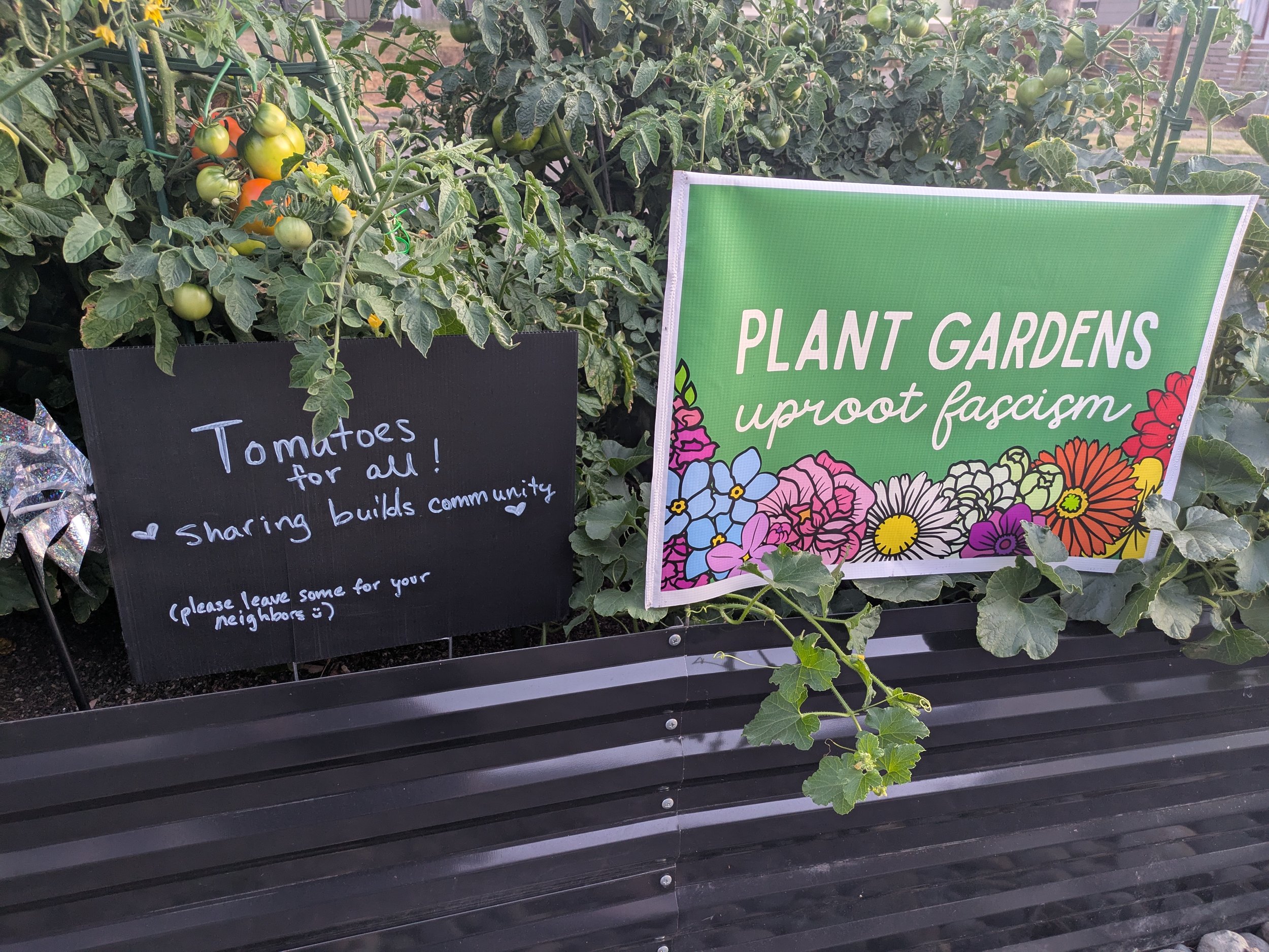 Tomato plants with ripe and unripe tomatoes growing on a trellis in a community garden with signs and decorative elements.