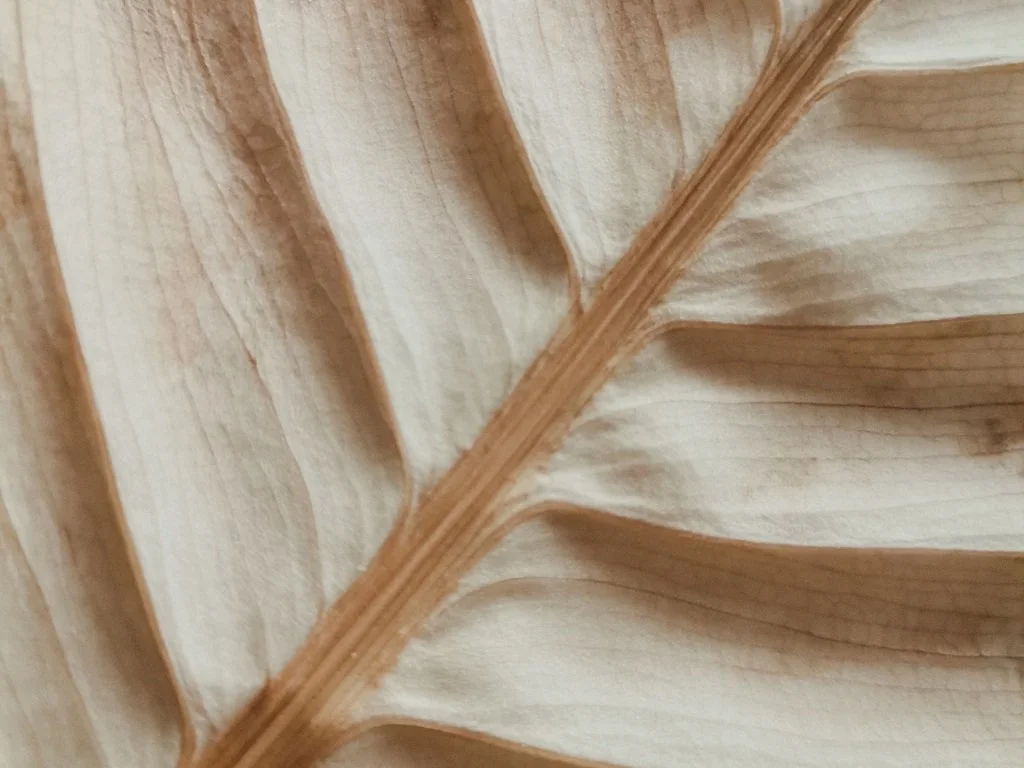 Close-up of a dried, brown, veined leaf showing its texture and structure.