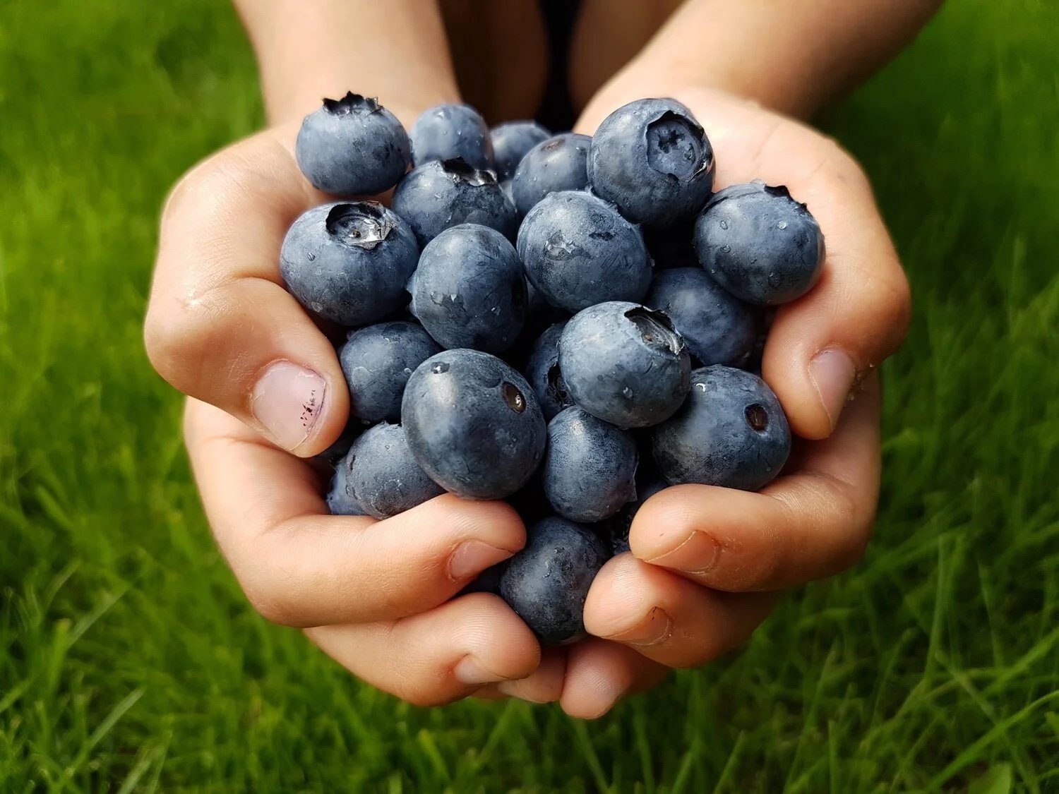 Hands holding freshly picked blueberries