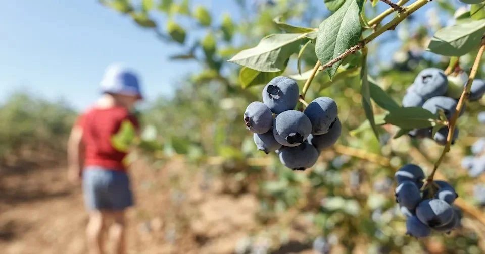 Fresh blueberries growing on the bush during blueberry picking season, featured on the Indigo Skies Farm website