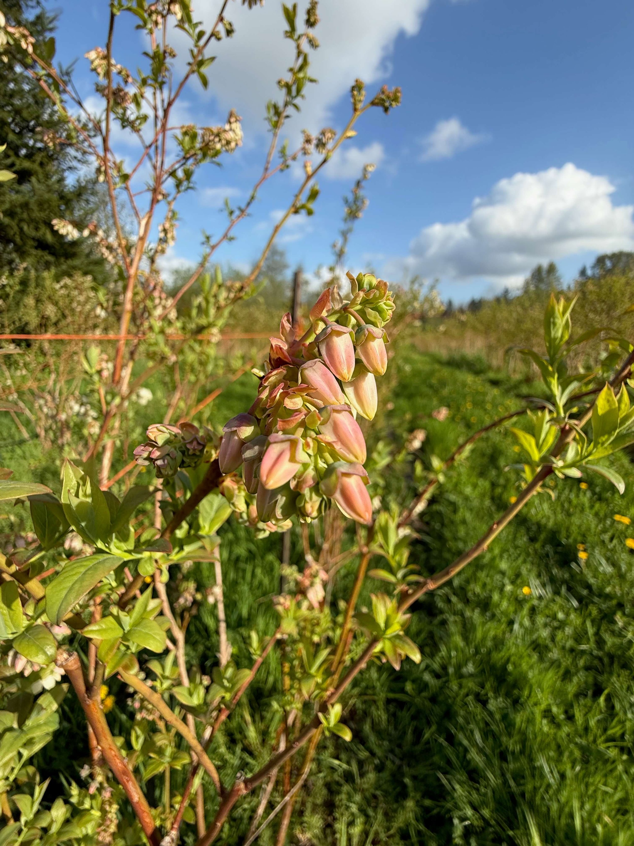 Blueberry blossoms blooming in spring at Indigo Skies Farm in the Snoqualmie Valley