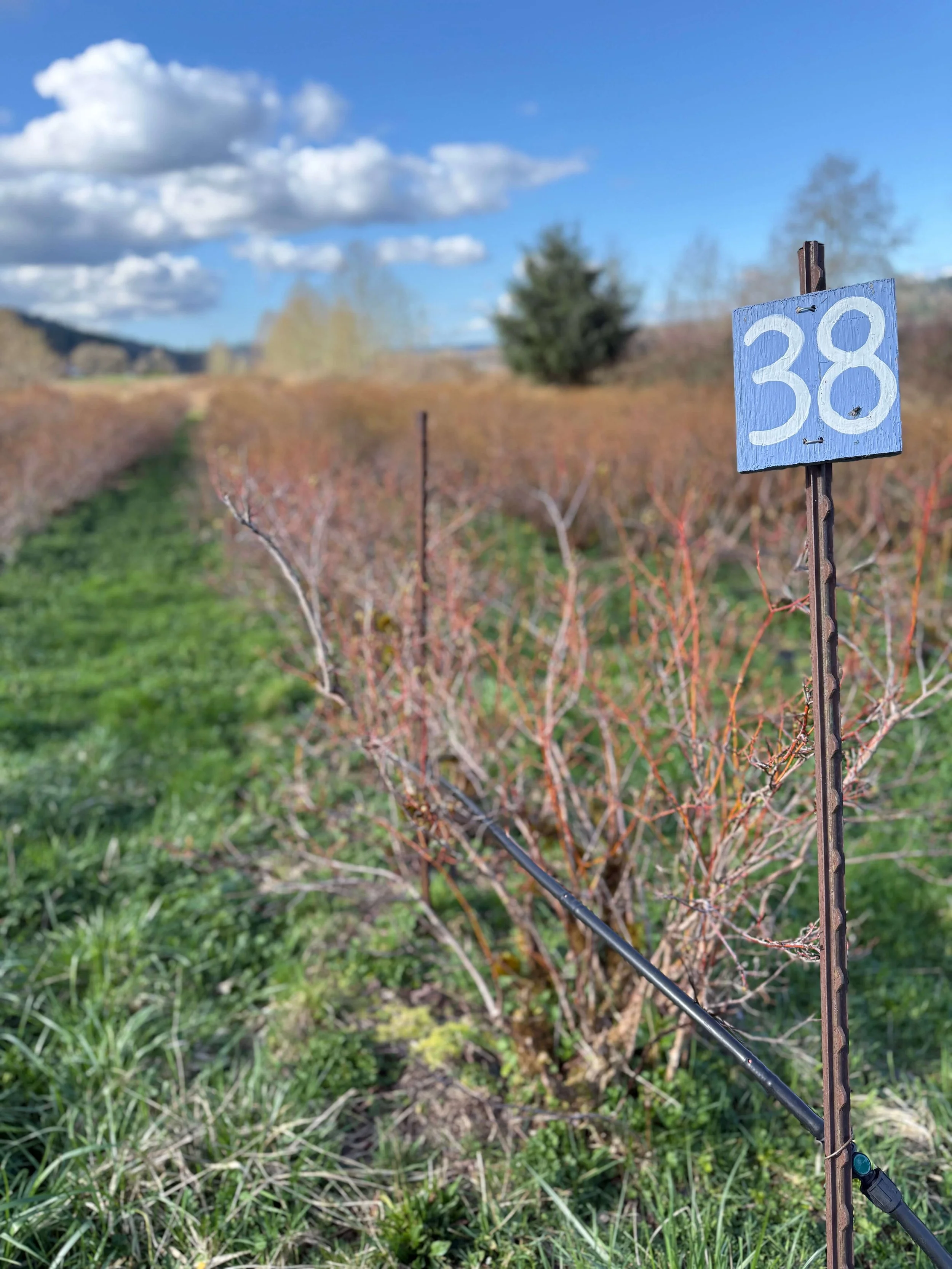 Blueberry field row marker at Indigo Skies Farm during early spring