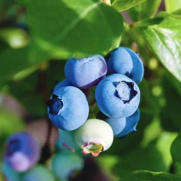 Close-up image of ripe Toro blueberries, one of the three organic varietals grown at Indigo Skies Farm