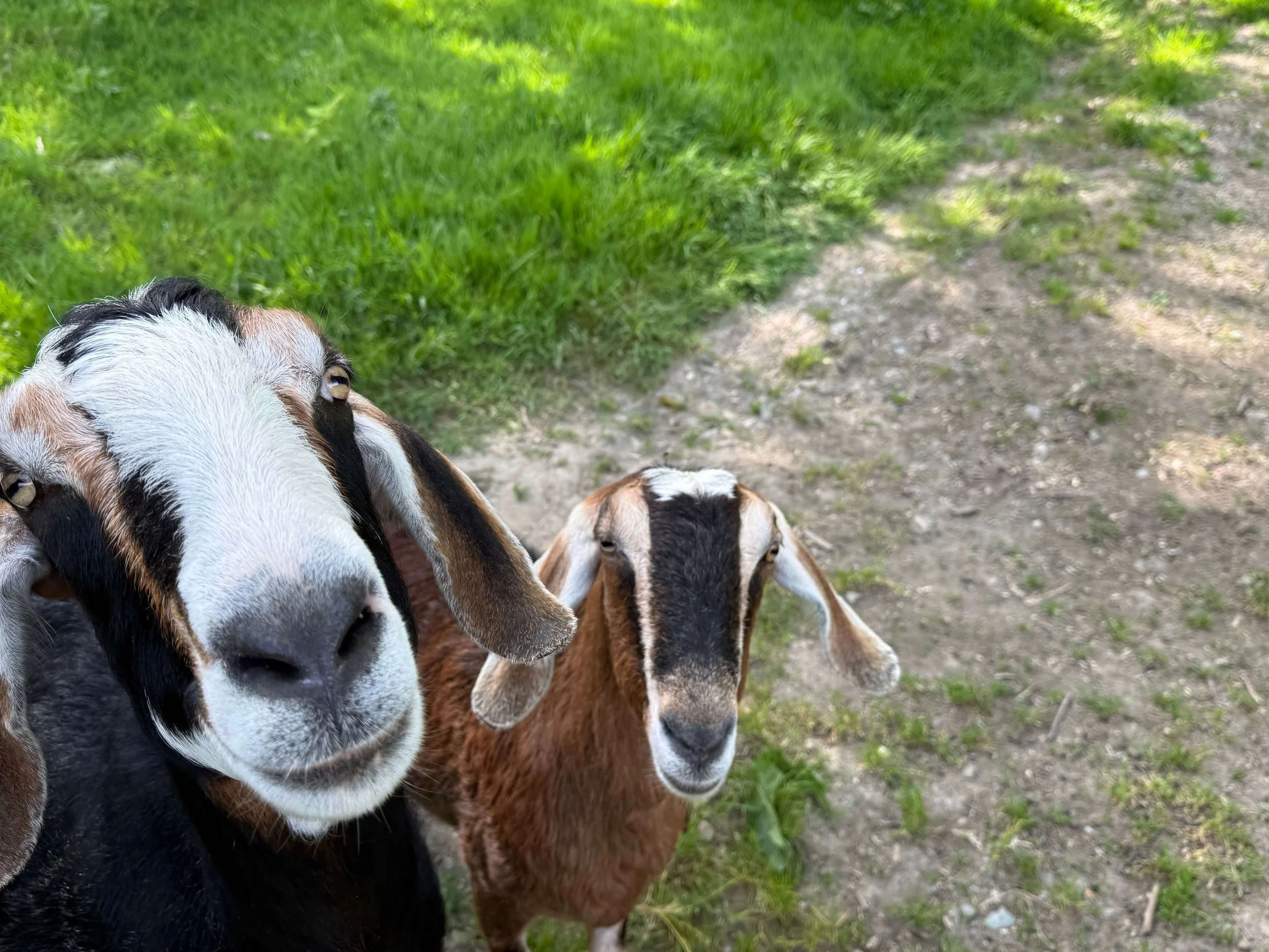 Two friendly goats standing along a farm path at Indigo Skies Farm