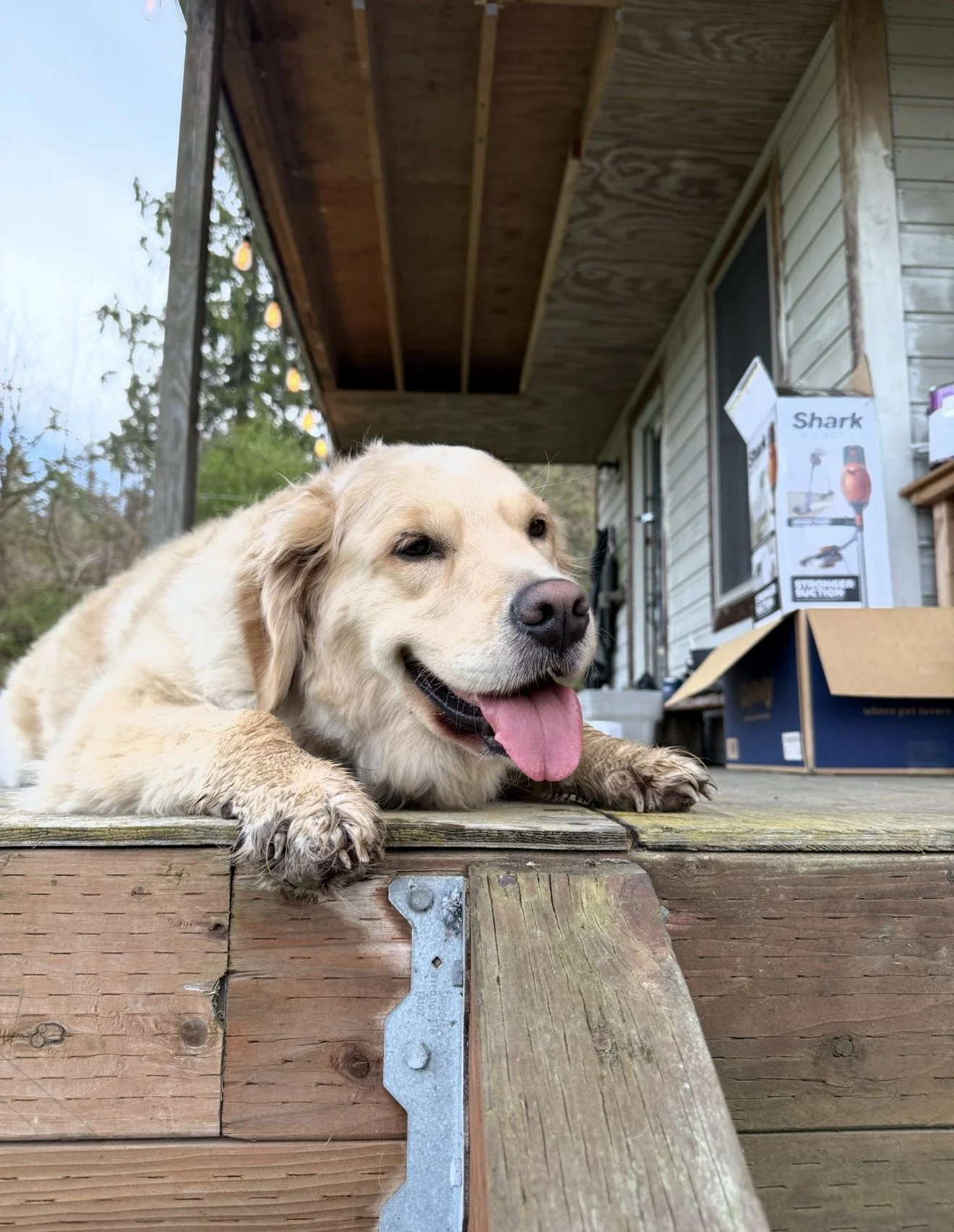 Friendly farm dog resting on a porch at Indigo Skies Farm in the Snoqualmie Valley