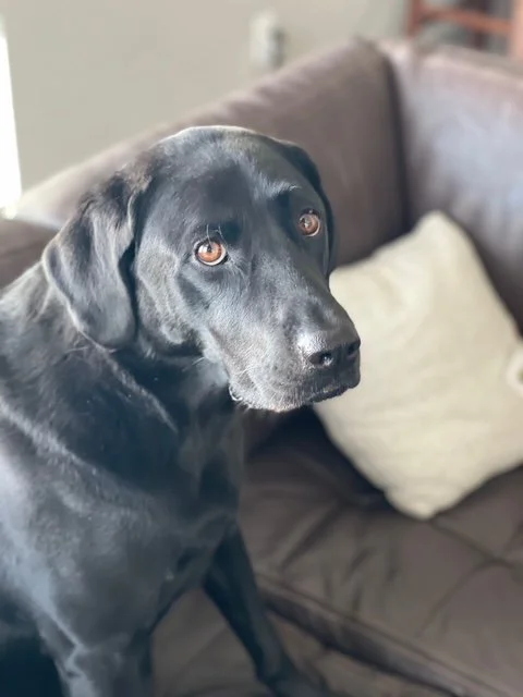 Olive the Lab
