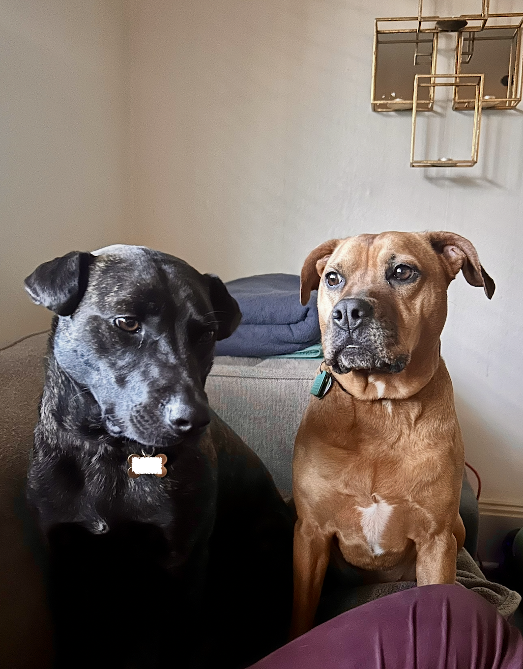 Two dogs sitting on a couch indoors. The dog on the left is black and gray brindle with a white patch on its chest, and the dog on the right is brown with a white patch on its chest. There is a blue blanket and a gray cushion on the couch behind them, and a gold geometric wall decor on the wall above.