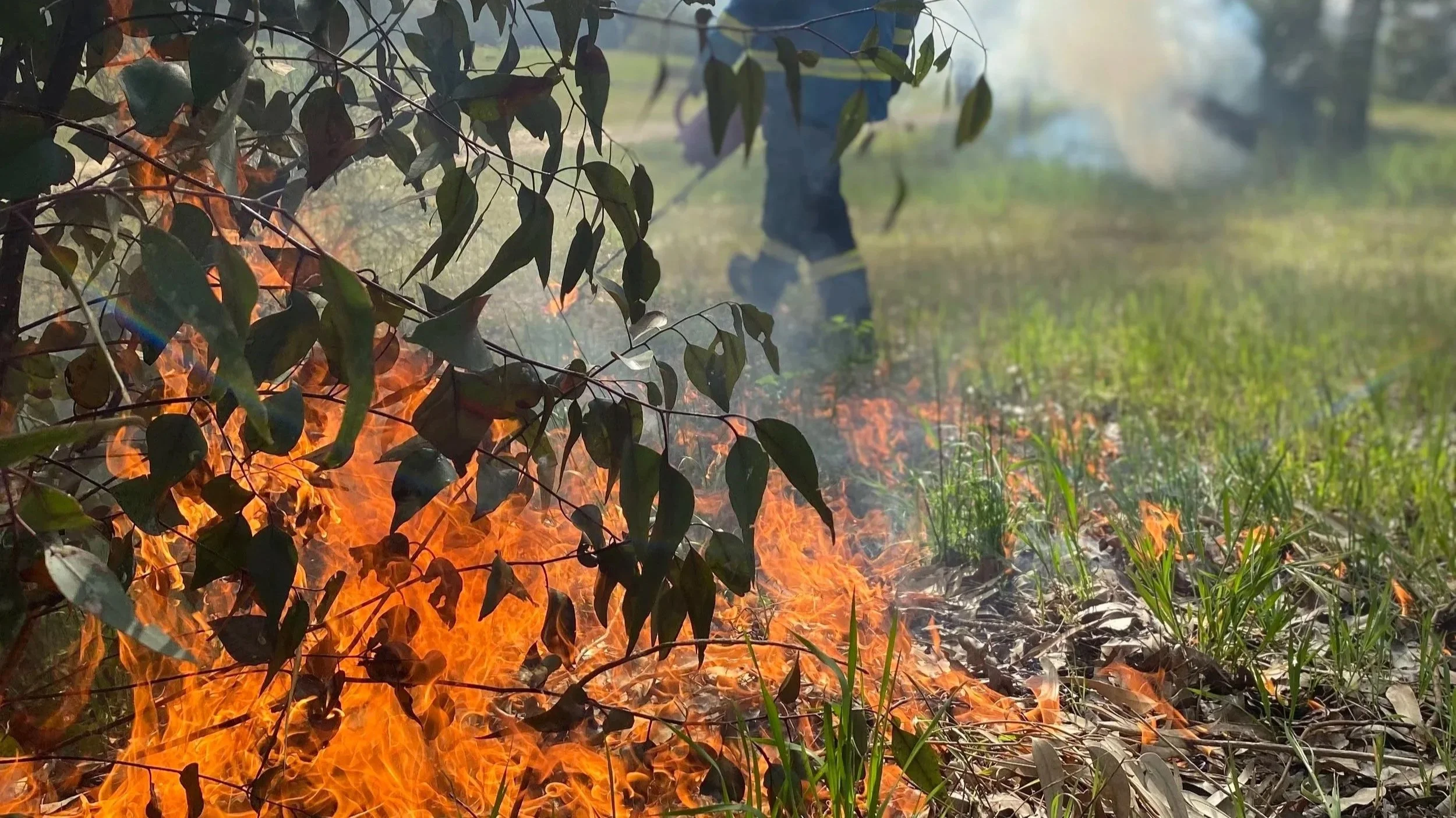 Firefighter igniting a hazard reduction burn