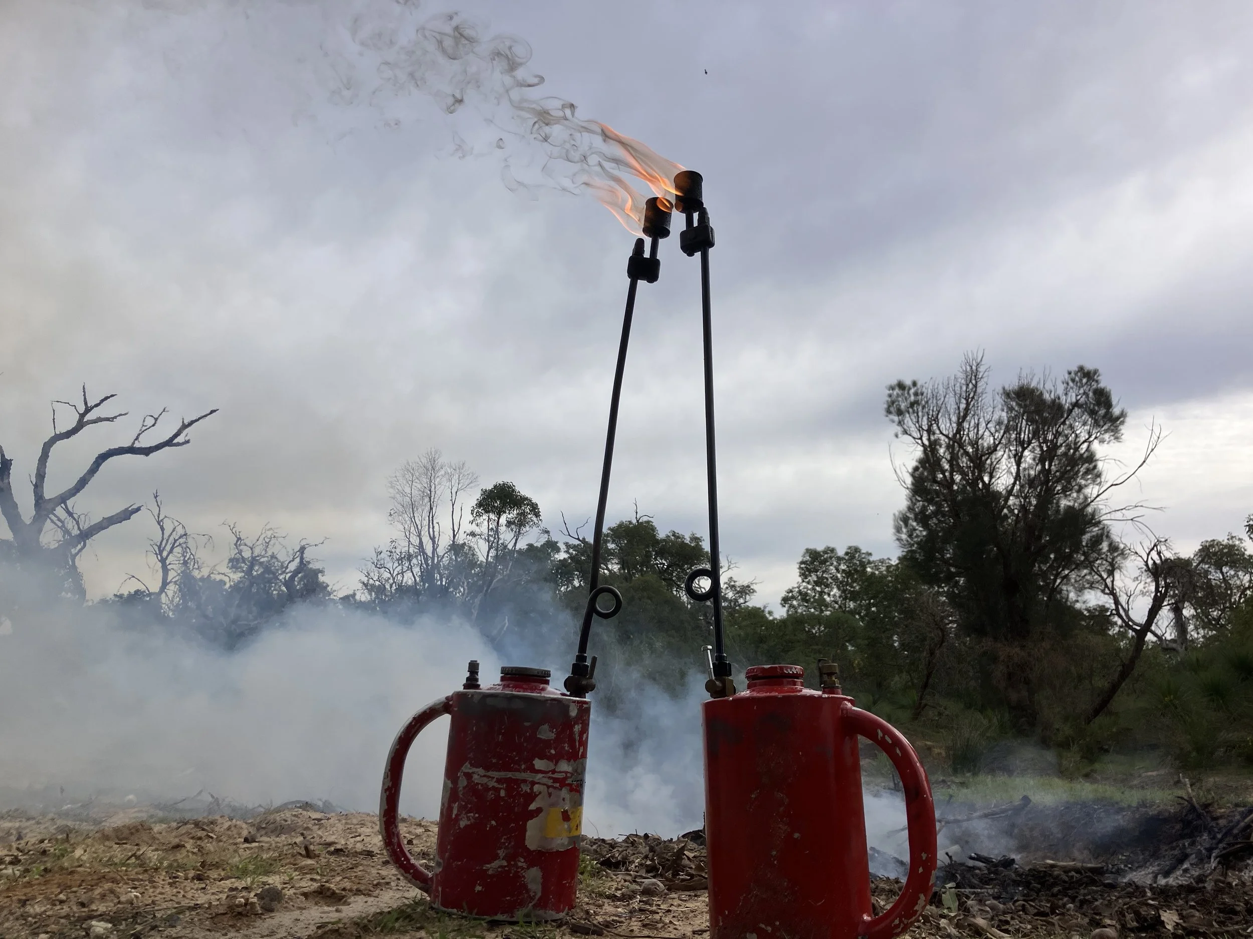 Lit drip torches with planned burn in background