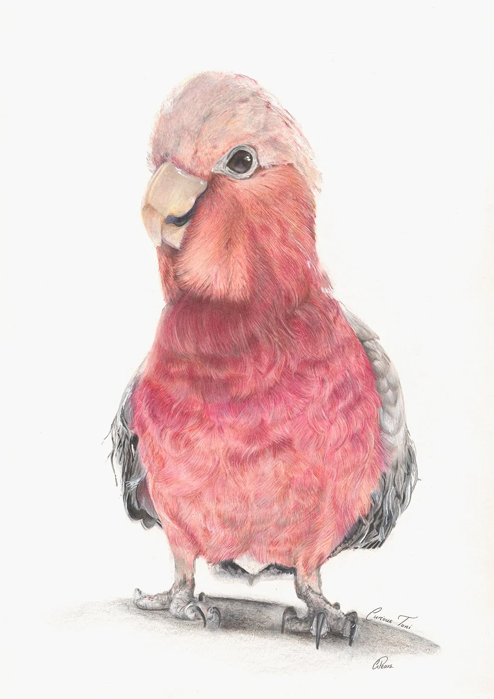 Curious Galah