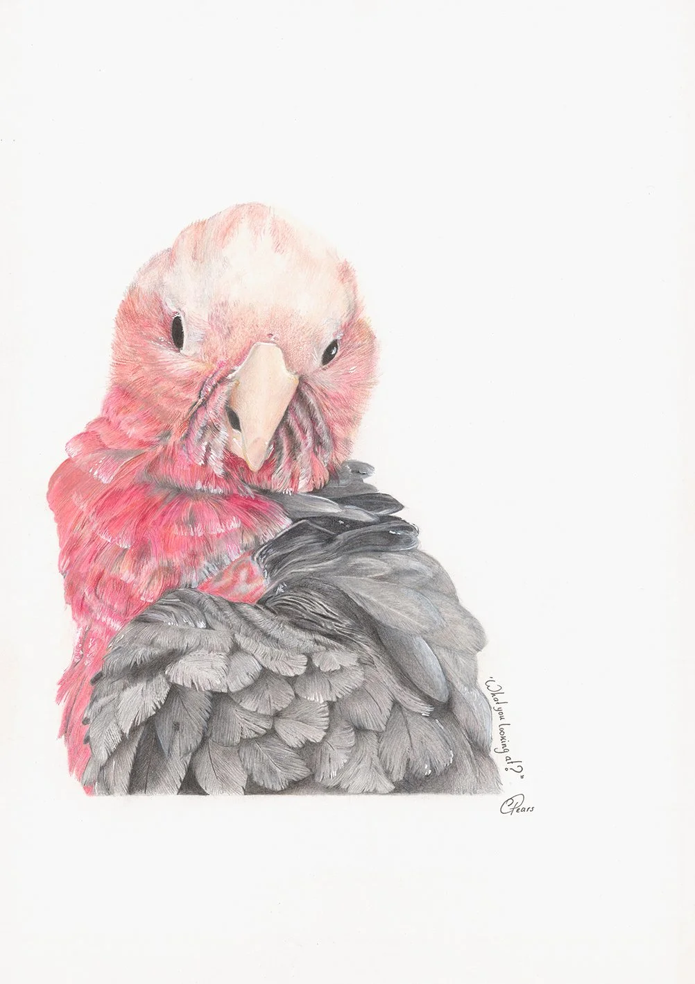 Cheeky Galah