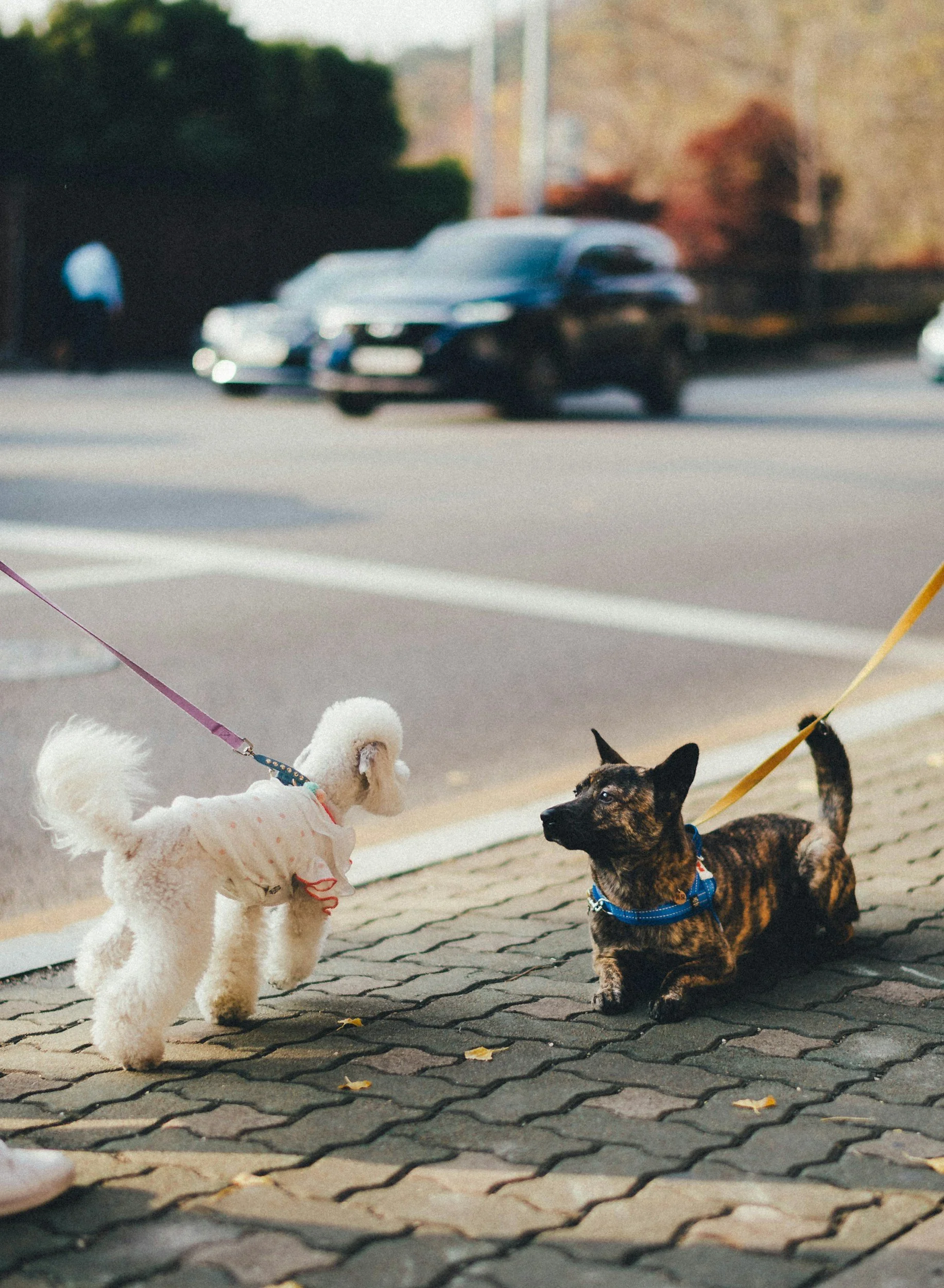 Two dogs are on a paved sidewalk, one white poodle wearing a pink polka-dot dress and a blue collar, and one brindle dog with a black collar, facing each other. In the background, a crossing guard and a blurred street scene with cars and trees are visible.