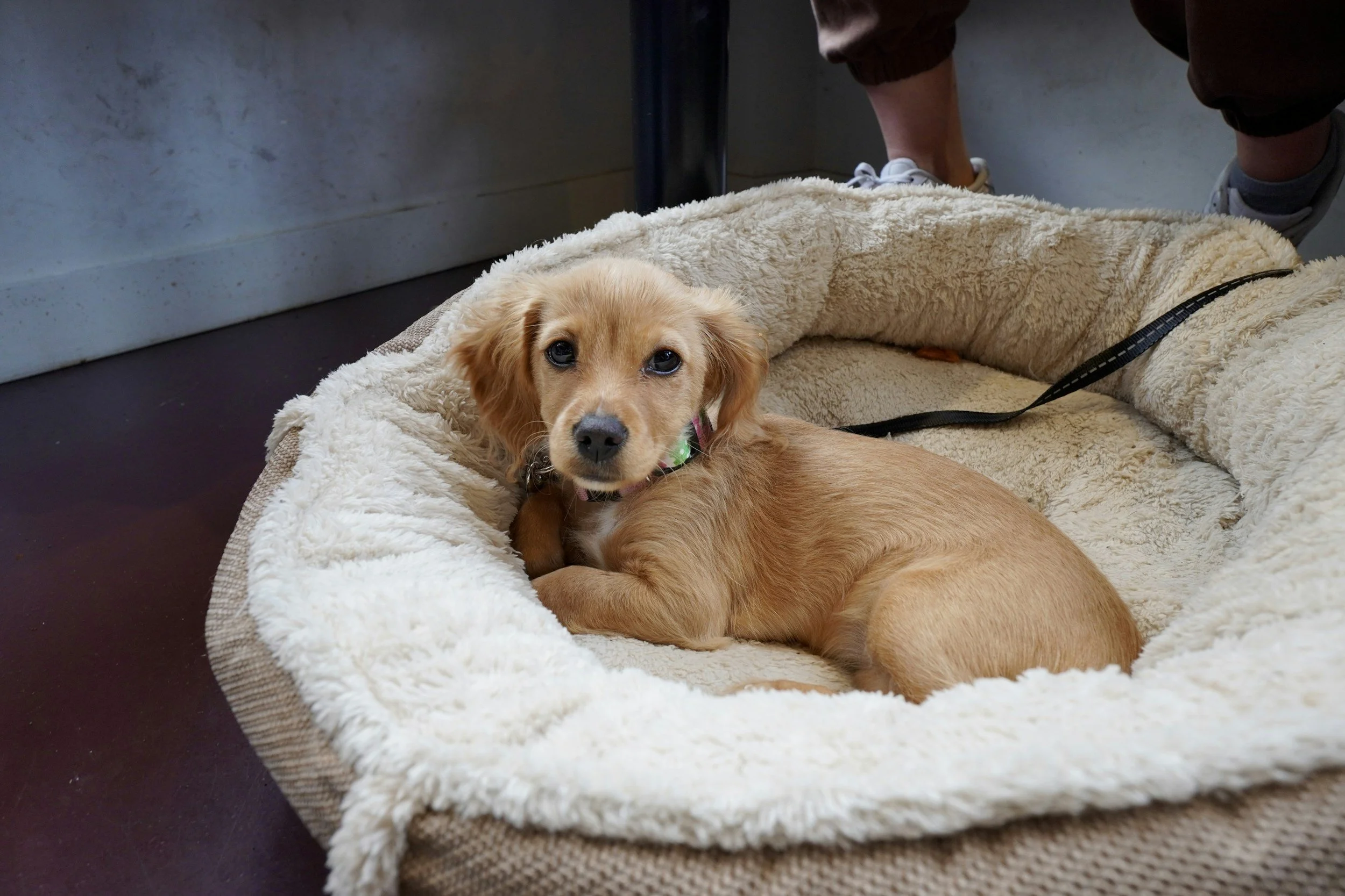 A small golden retriever puppy lying on a fluffy, cream-colored dog bed, looking at the camera with dark eyes in a room with dark flooring and a gray wall.