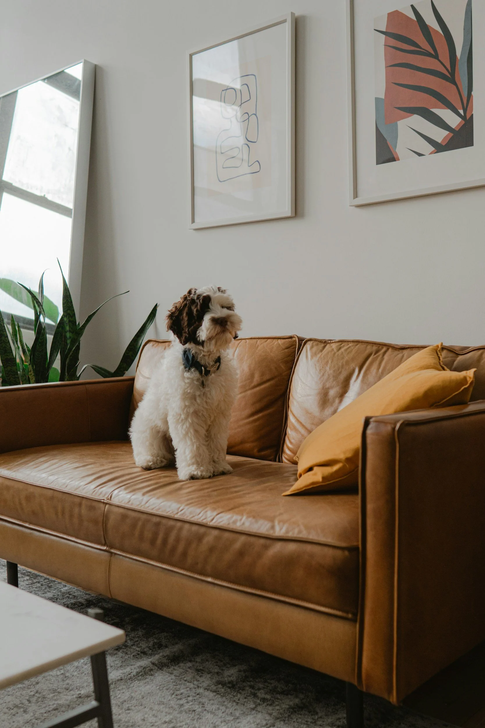 A cute, fluffy dog sitting on a tan leather couch in a modern living room, with framed abstract art on the wall, a window with natural light, and a green plant nearby.