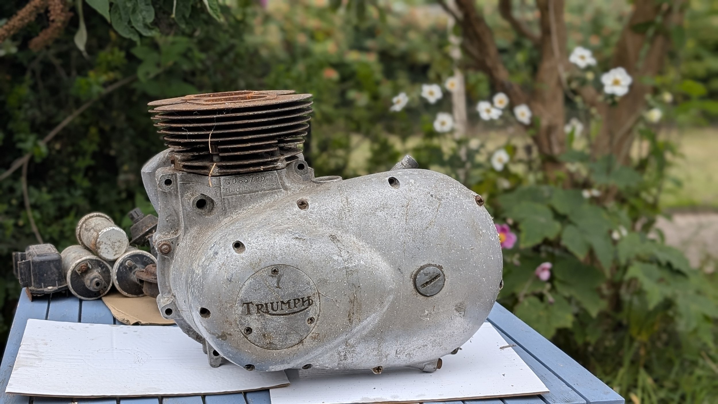 An old, rusty Triumph T100 500cc twin motorcycle engine placed on a white surface outdoors, with bushes and white flowers in the background. Barn find Triumph T100 restoration project. 
