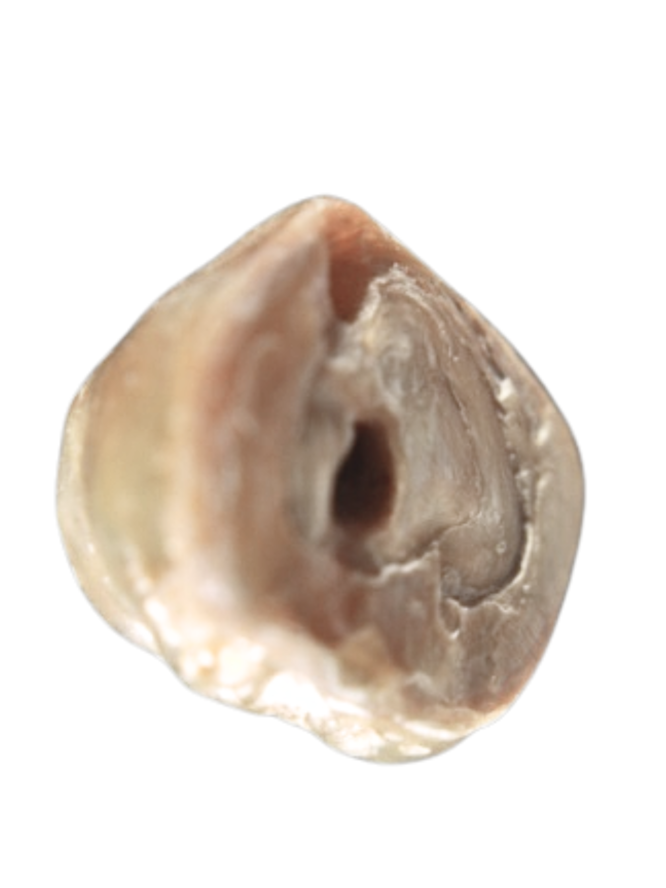 Drilled-Pearl-07-No-Background.png
