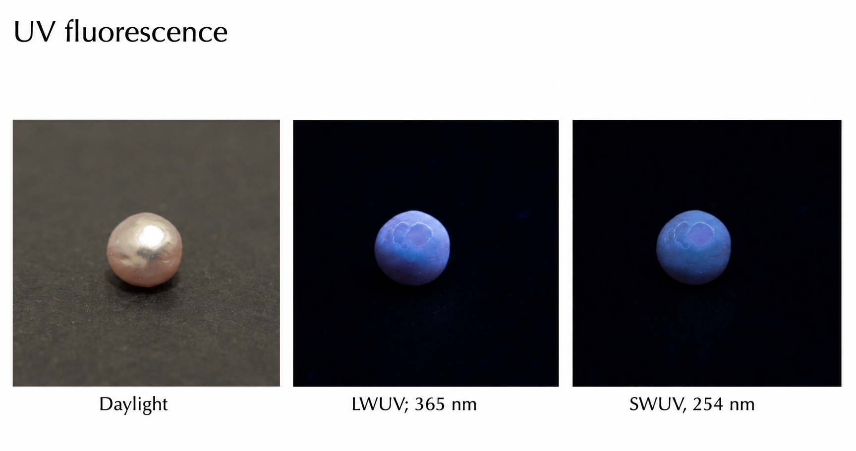Comparison of a pearl under different lighting conditions: daylight, UV light at 365 nm, and UV light at 254 nm. The pearl appears pinkish in daylight, blue under 365 nm UV, and darker blue under 254 nm UV.
