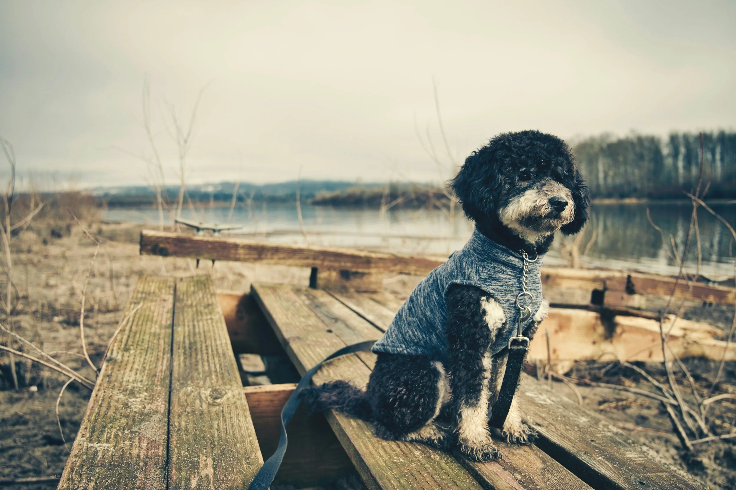 A black and white curly-haired dog wearing a gray sweater sitting on a wooden dock near a calm body of water with trees in the background on a cloudy day.