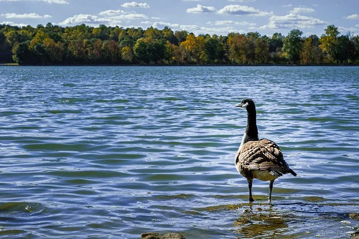 contemplativeduck.jpg
