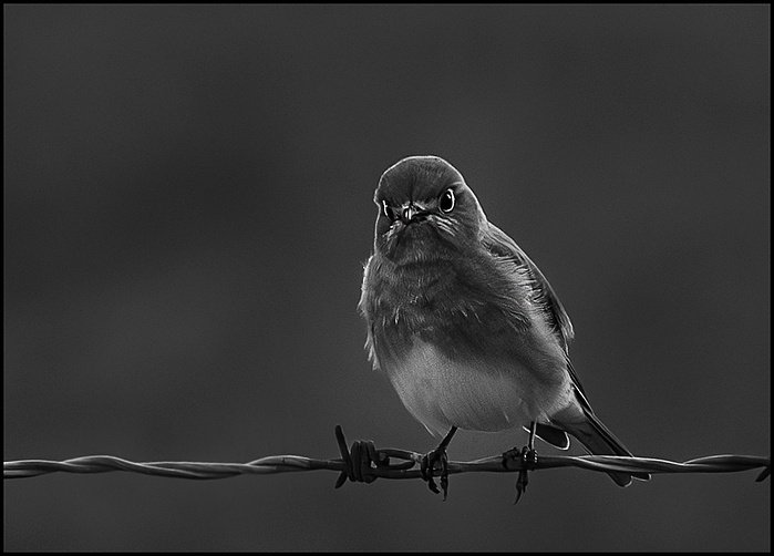birdonawire2.jpg