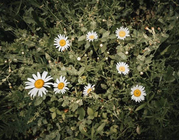 weeds.jpeg
