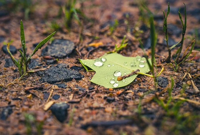 leafydripper.jpeg