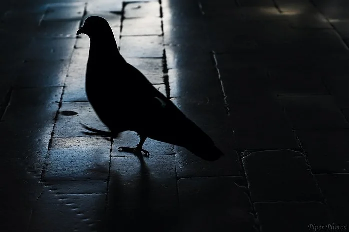 pigeon.jpeg