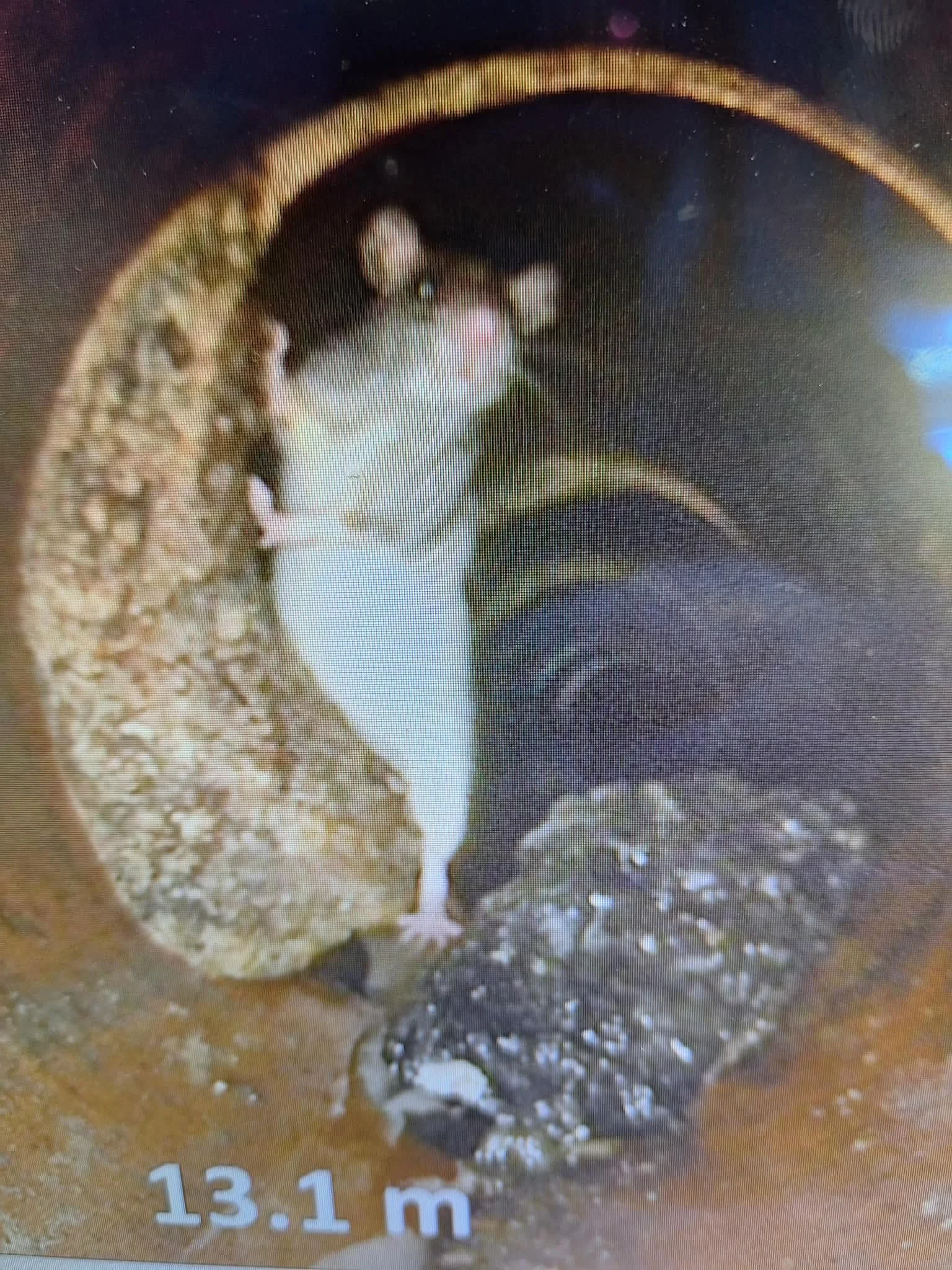 Rat in main sewer pipe