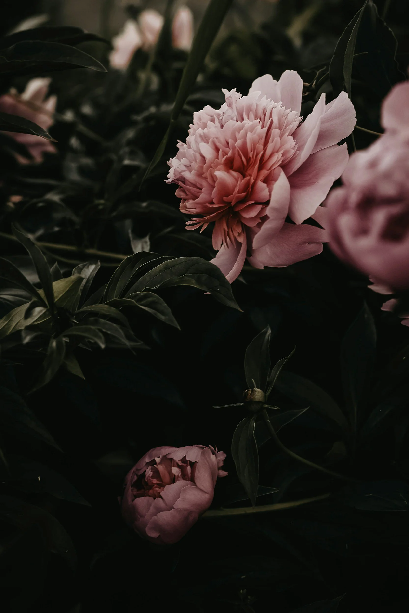 Close-up of pink peony flowers among dark green leaves.